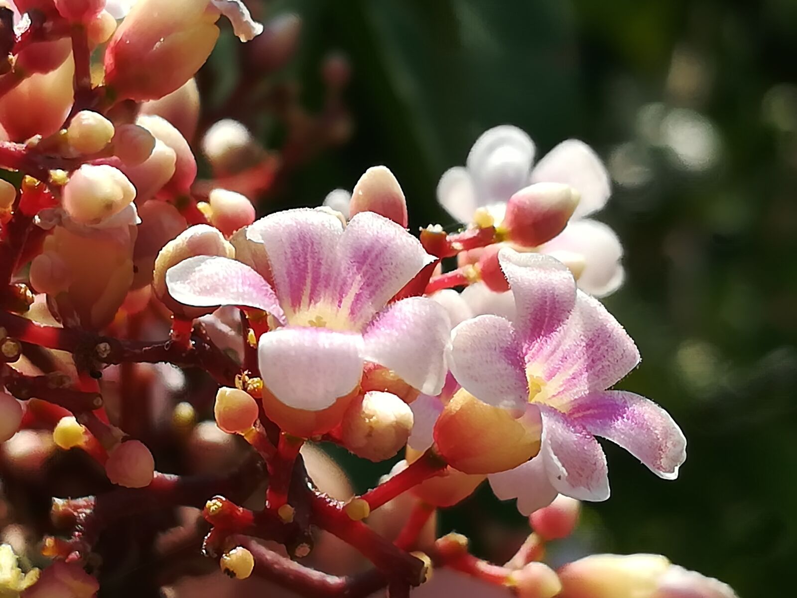 HUAWEI GR5 2017 sample photo. Flowers, pink photography