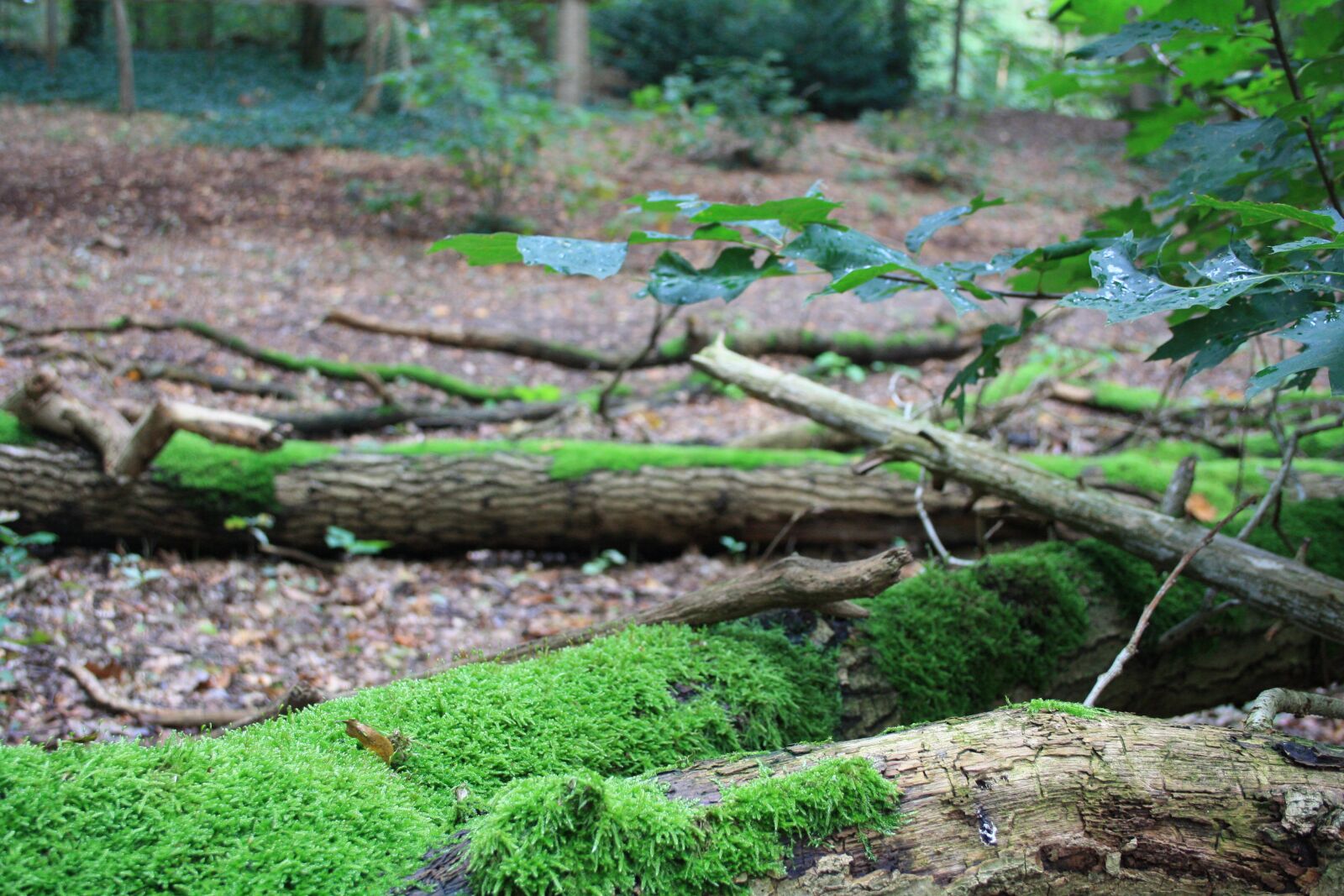 Canon EOS 1000D (EOS Digital Rebel XS / EOS Kiss F) sample photo. Moss, tree trunk, forest photography