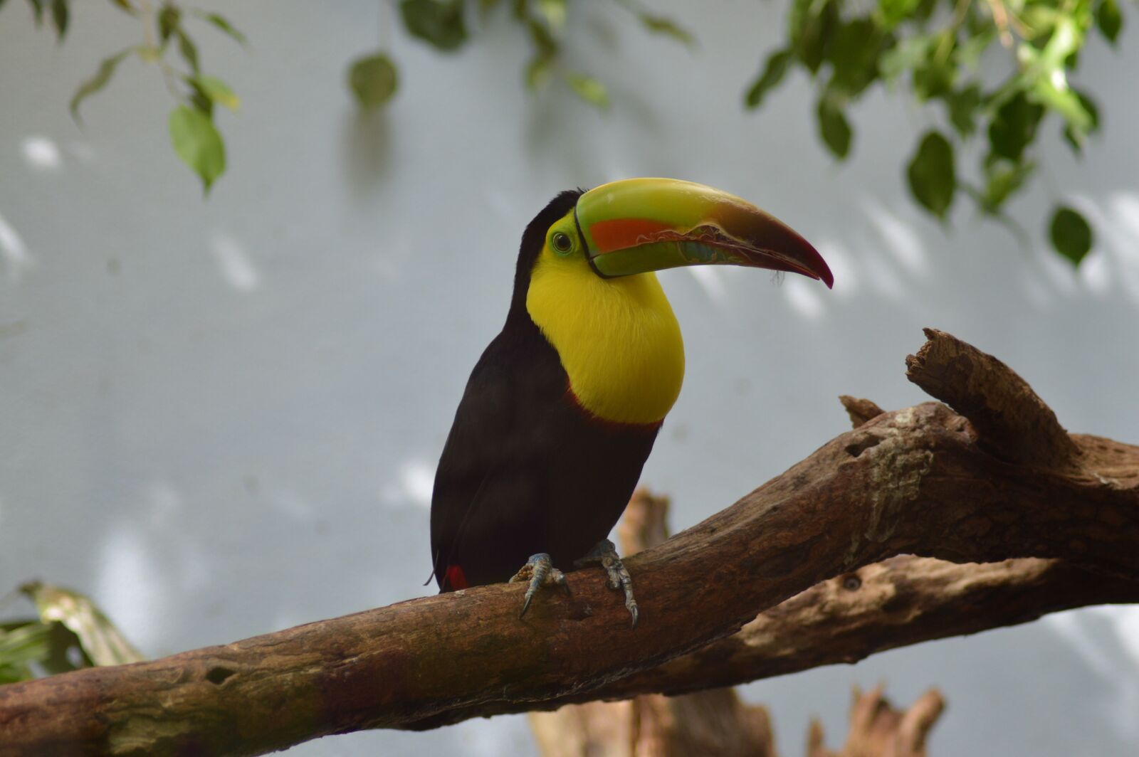 Nikon D3200 sample photo. Toucan, bird, tropical photography