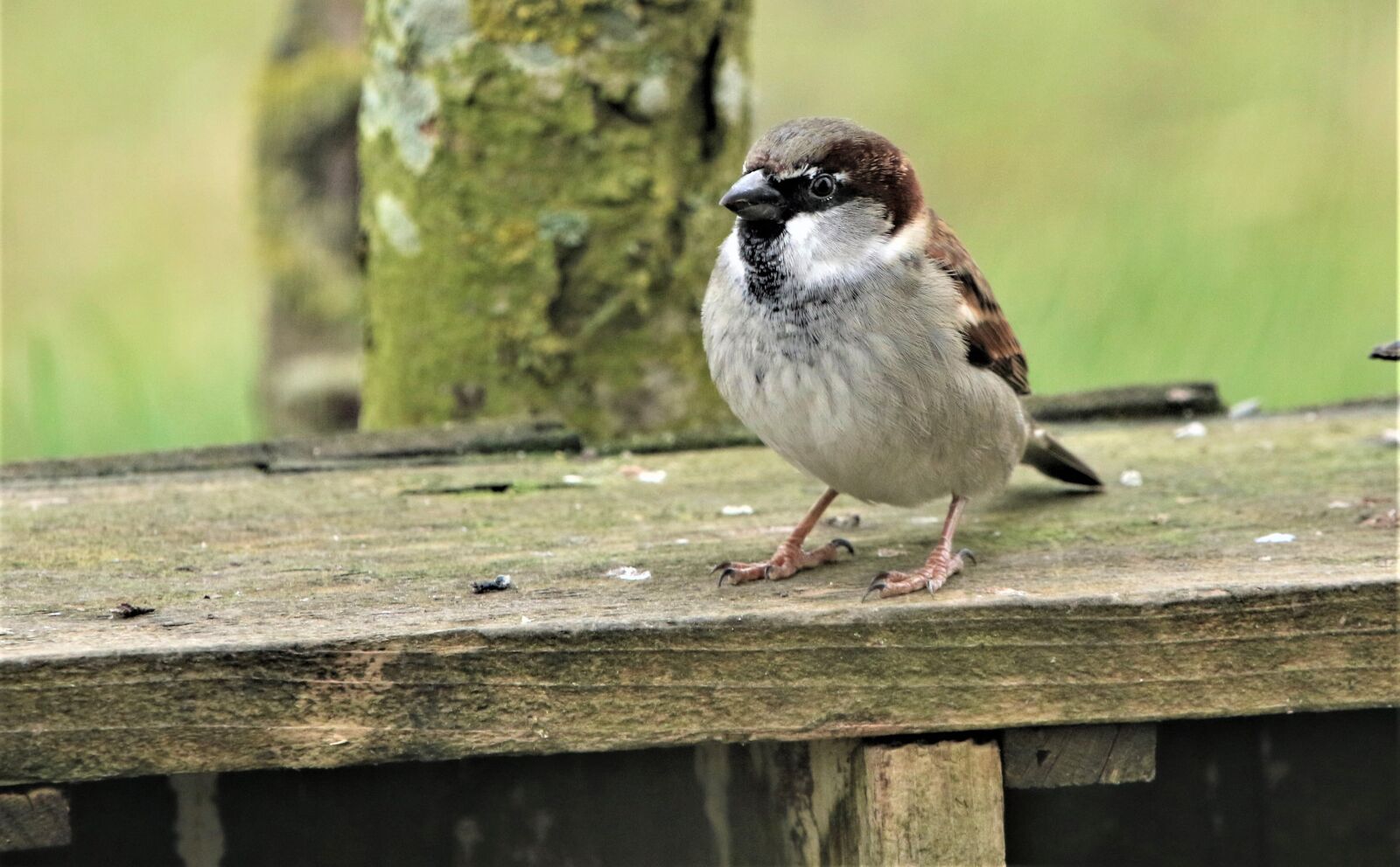 150-600mm F5-6.3 DG OS HSM | Contemporary 015 sample photo. Sparrow, bird, nature photography