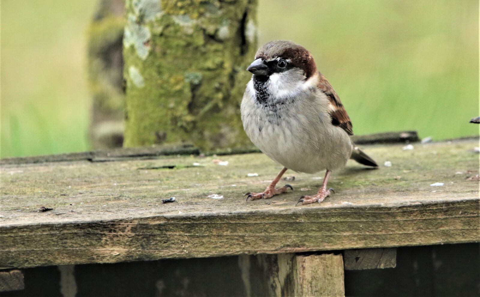 Canon EOS 7D Mark II + 150-600mm F5-6.3 DG OS HSM | Contemporary 015 sample photo. Sparrow, bird, nature photography