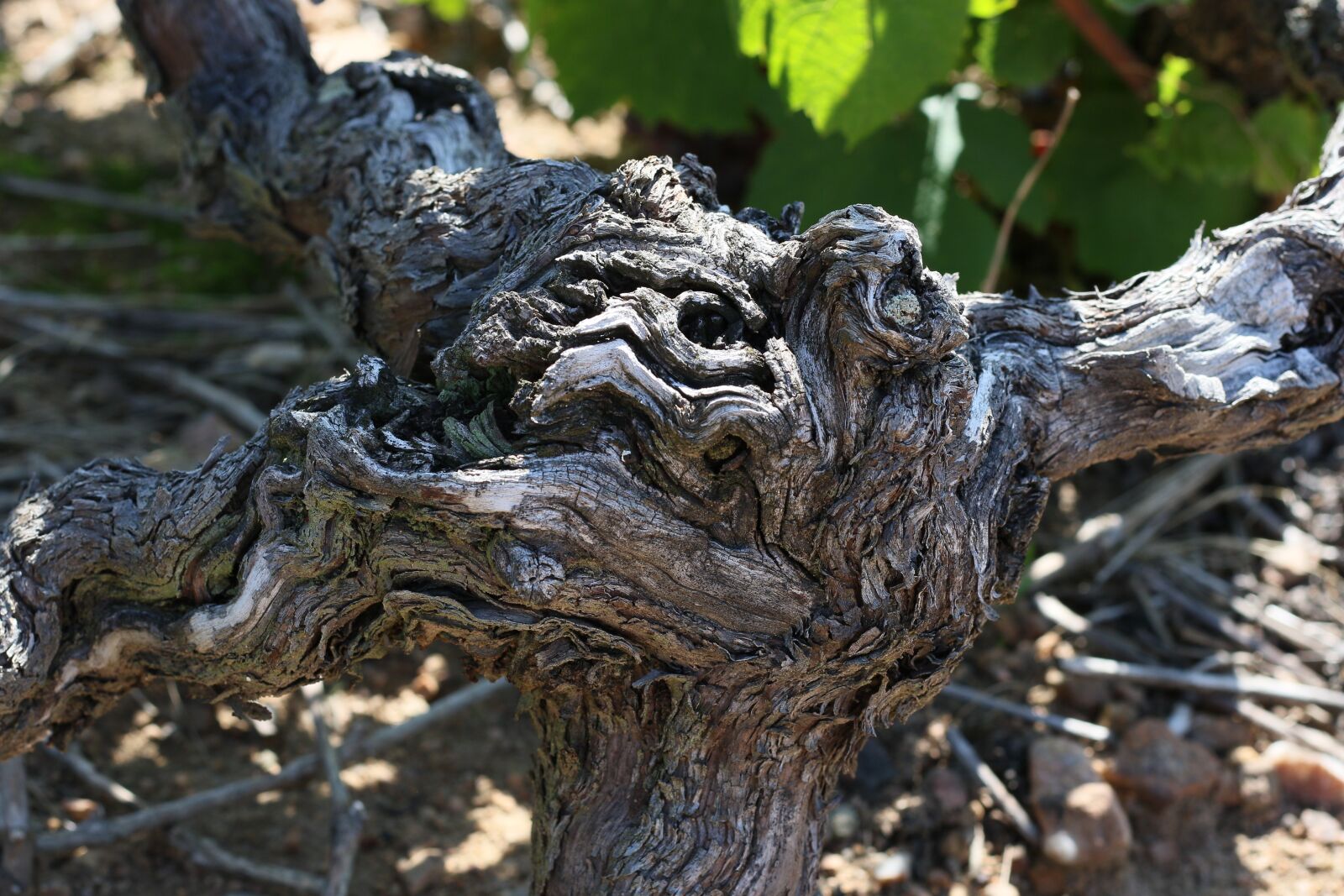 Canon EOS 7D Mark II sample photo. Cep, vine, grape photography