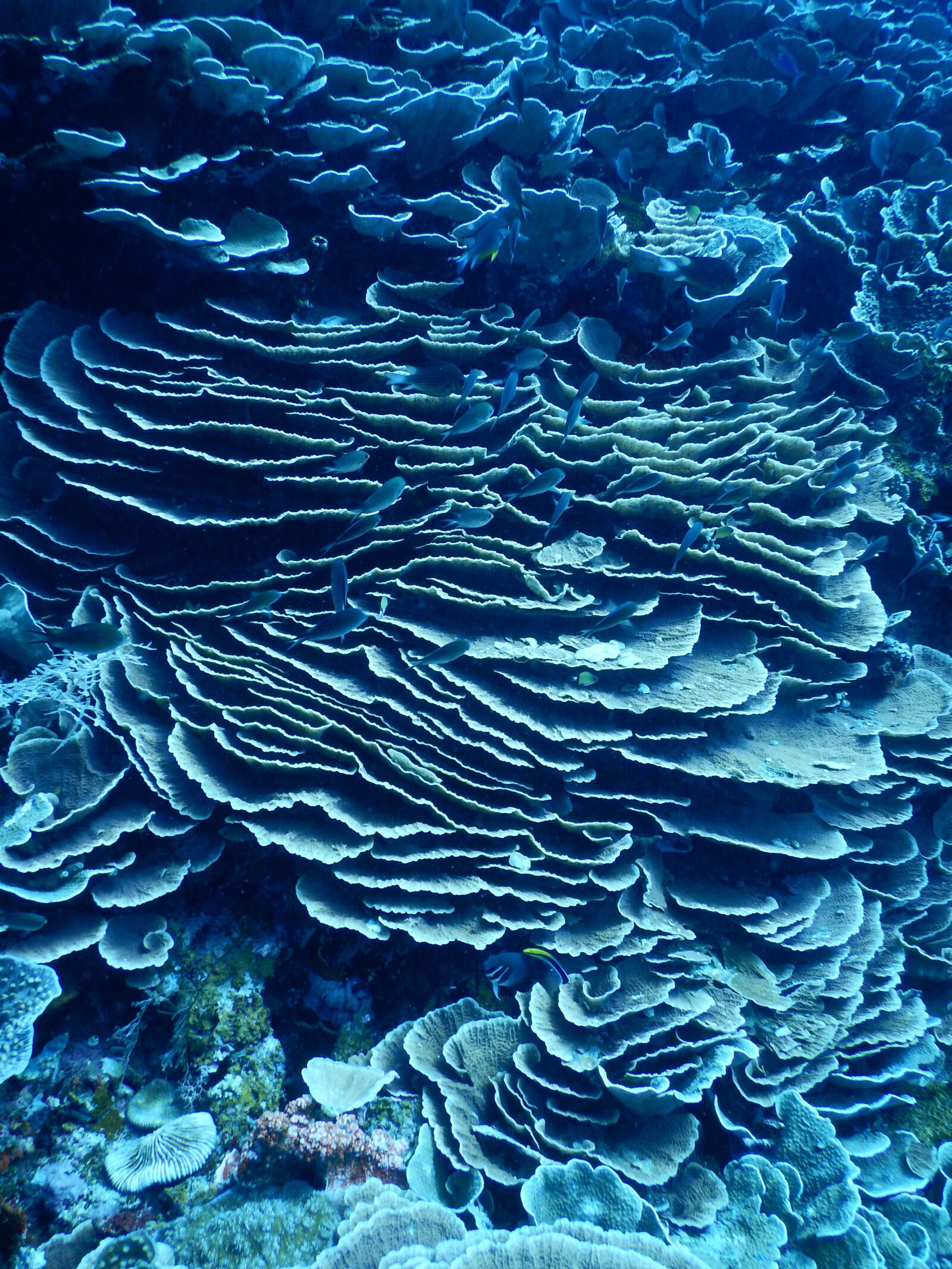 Nikon Coolpix AW130 sample photo. Coral, sea photography
