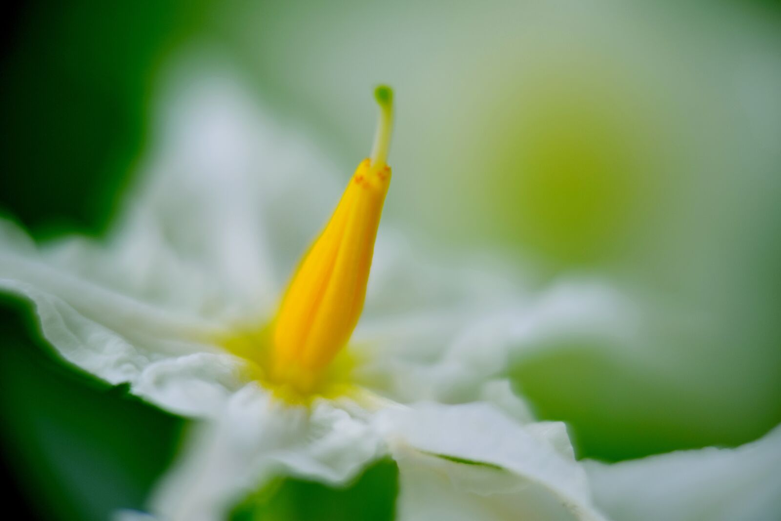 Nikon D5300 sample photo. Flower, nature, wildflowers photography