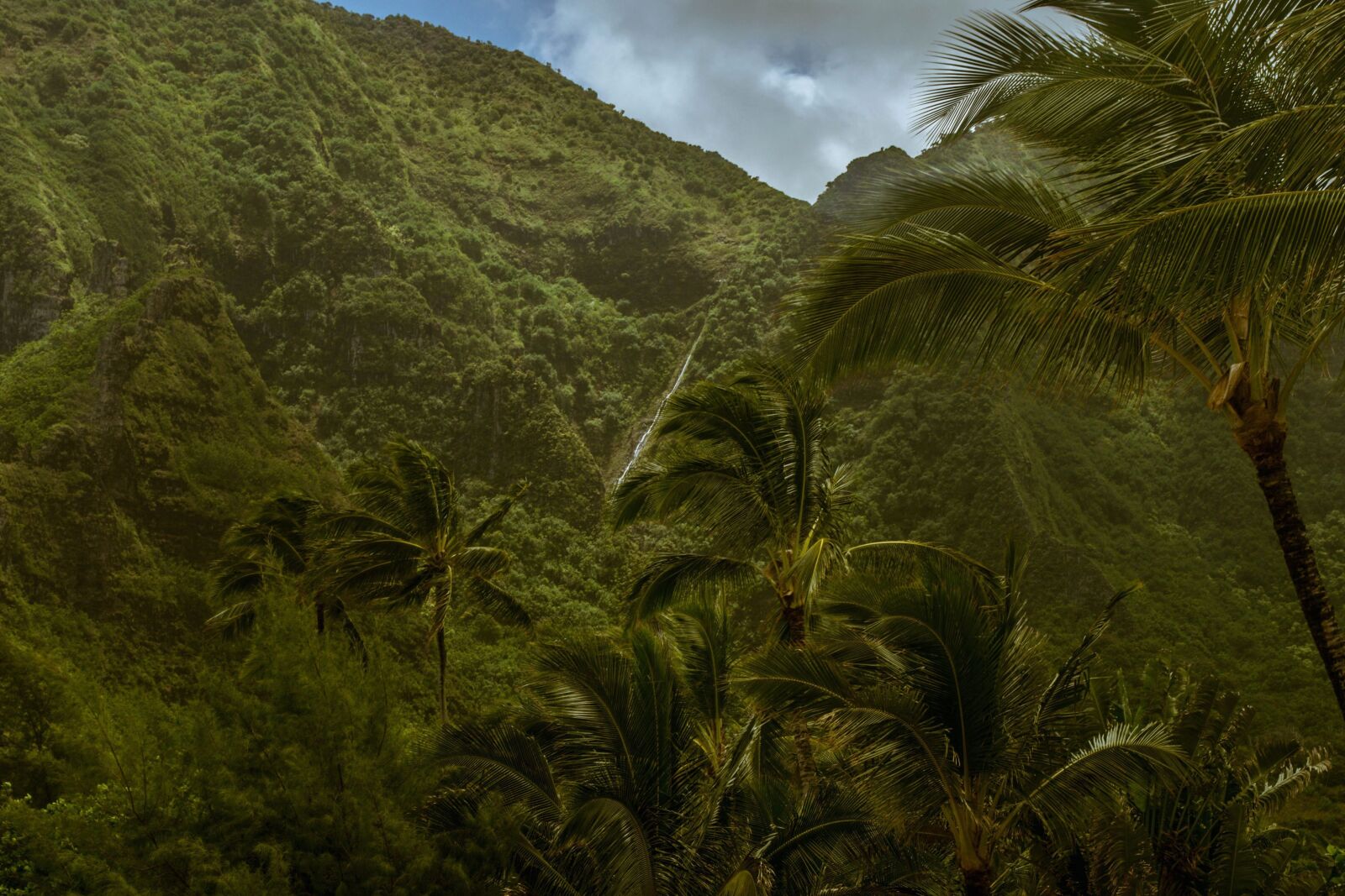 Nikon D5200 sample photo. Jungle, tree, wilderness, exotic photography