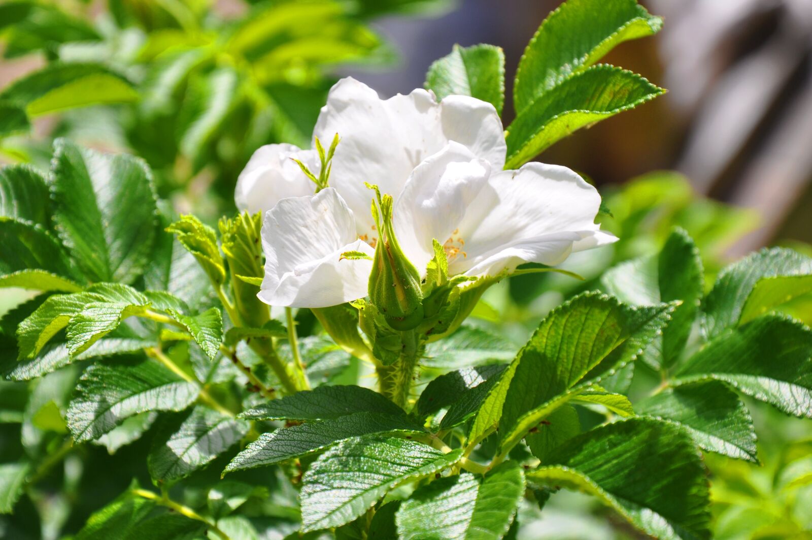 Nikon D90 sample photo. Brian, flower, rose bush photography