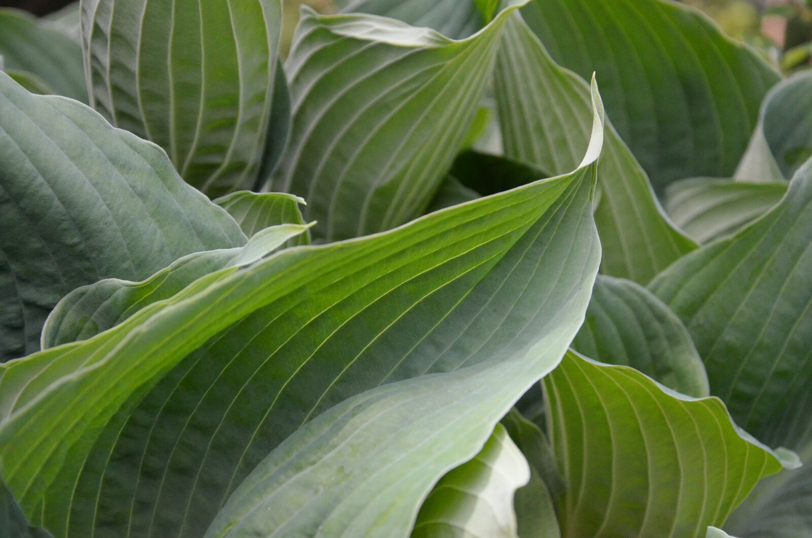 Nikon D5100 sample photo. Foliage, green, nature photography