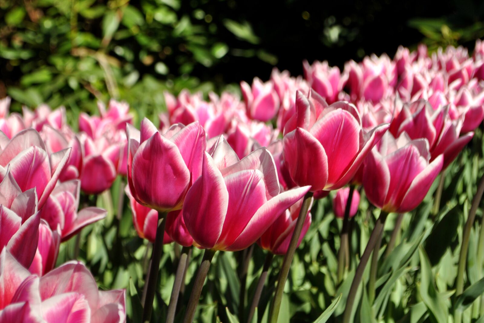 Nikon D3000 sample photo. Tulips, spring, holland photography