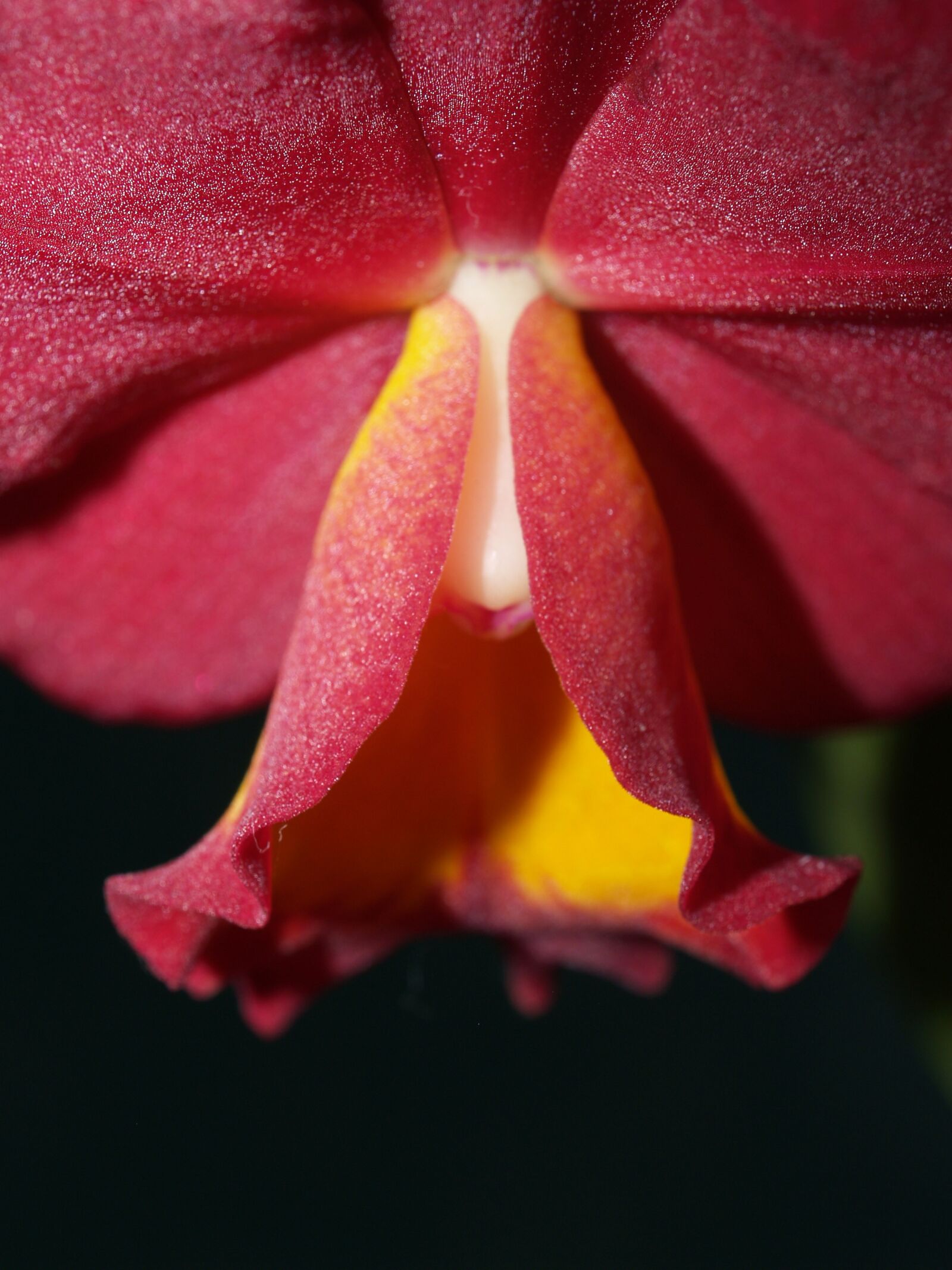 Olympus E-300 (EVOLT E-300) sample photo. Orchid, flower, bright photography