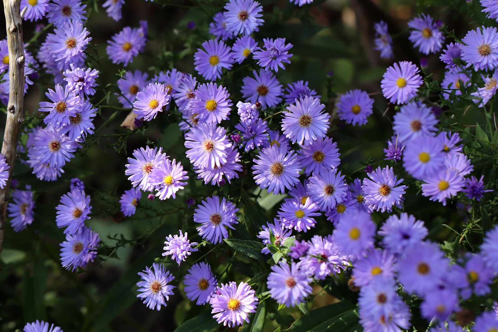 Canon EOS 800D (EOS Rebel T7i / EOS Kiss X9i) sample photo. Asters, aster flowers, purple photography
