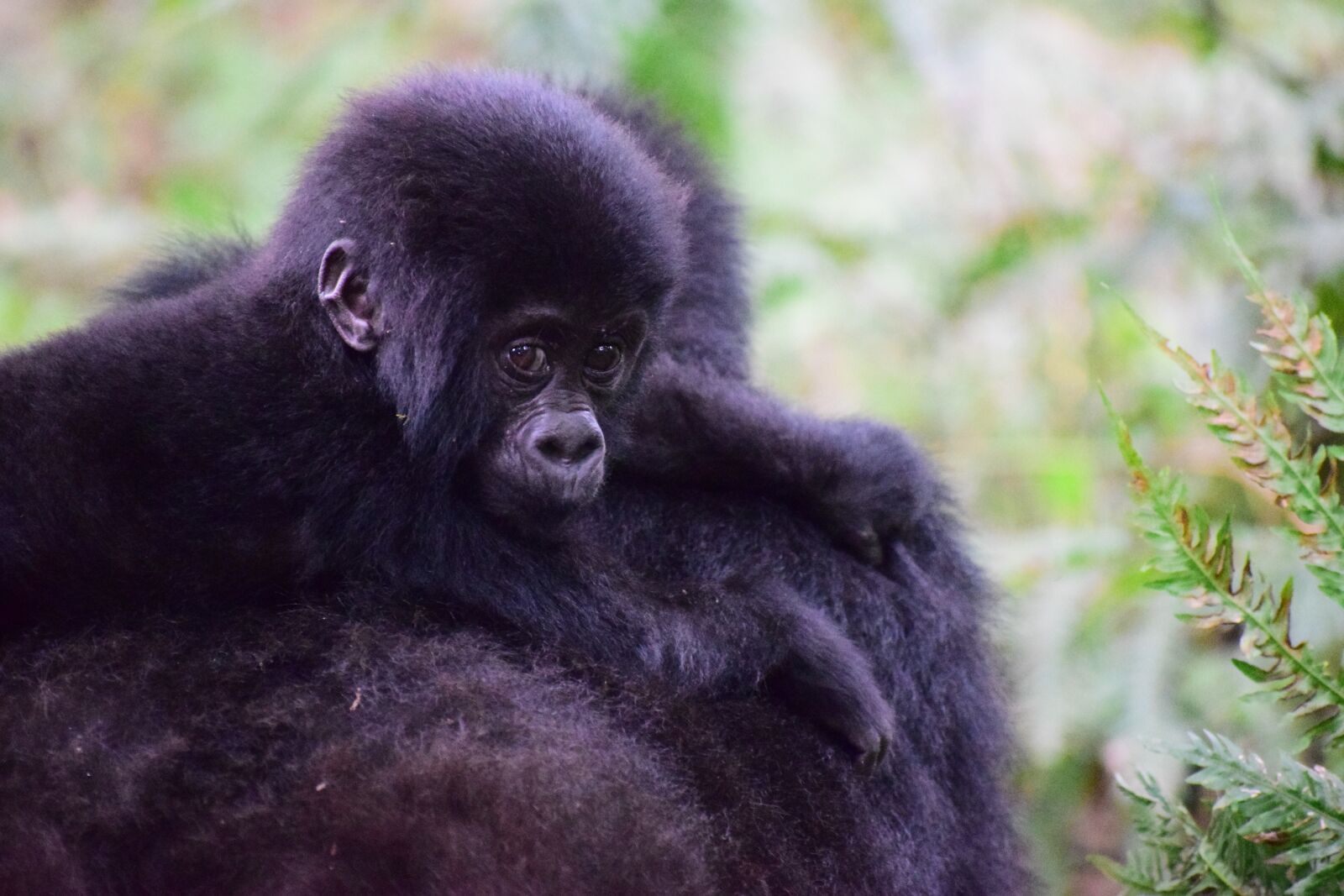 Nikon D5300 sample photo. Mountain gorilla, uganda, primate photography