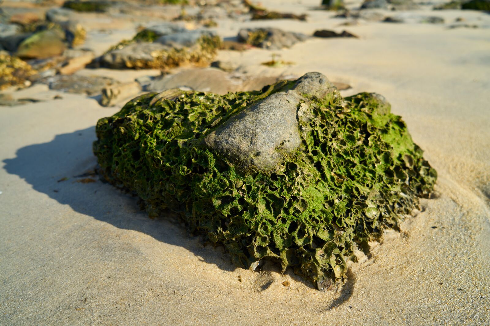 Sony a7R II sample photo. Kennedy, moss, beach photography