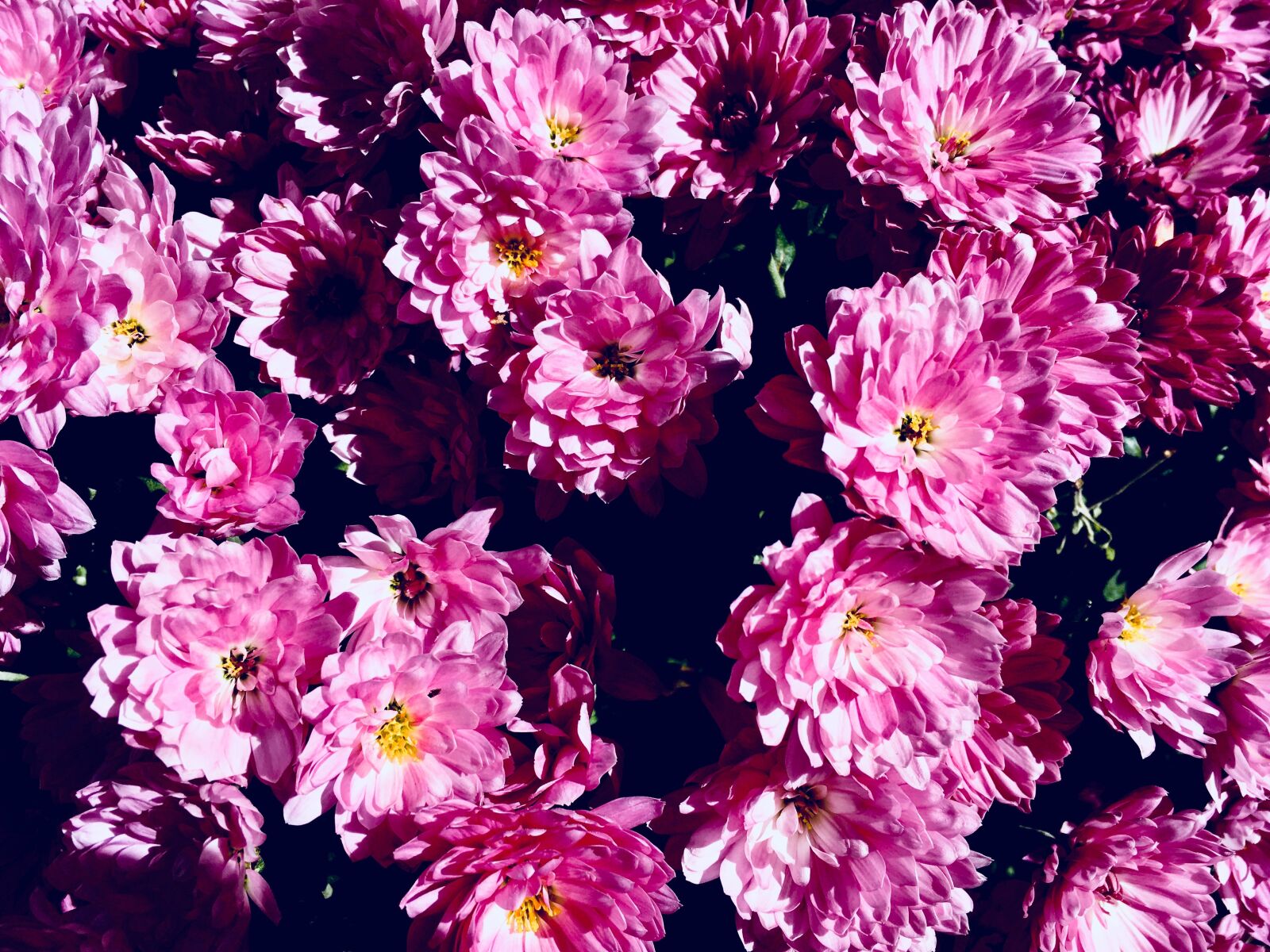 iPhone SE back camera 4.15mm f/2.2 sample photo. Pink, nature, flowers photography