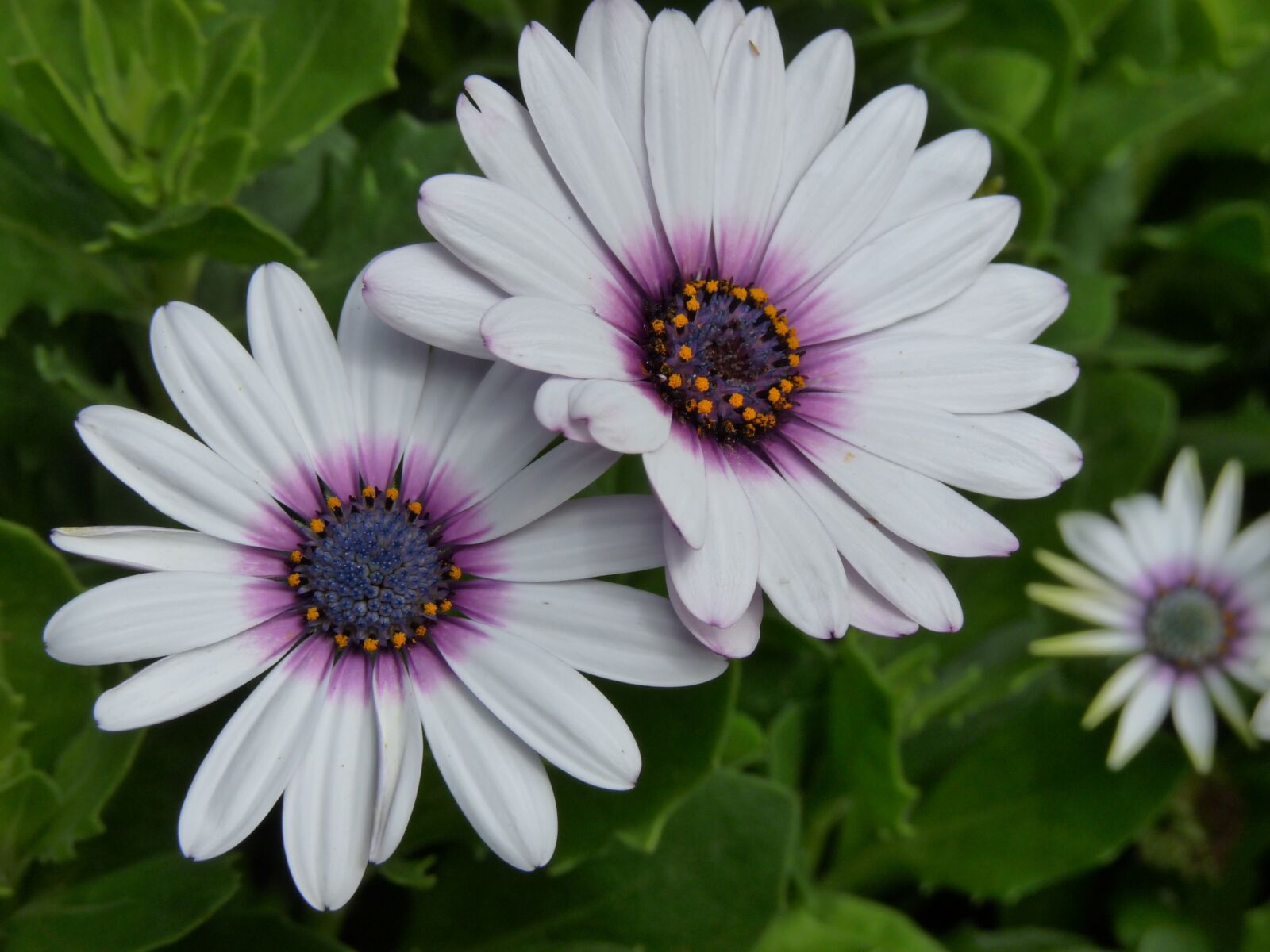 Panasonic Lumix DMC-FZ28 sample photo. Flower, white, plant photography