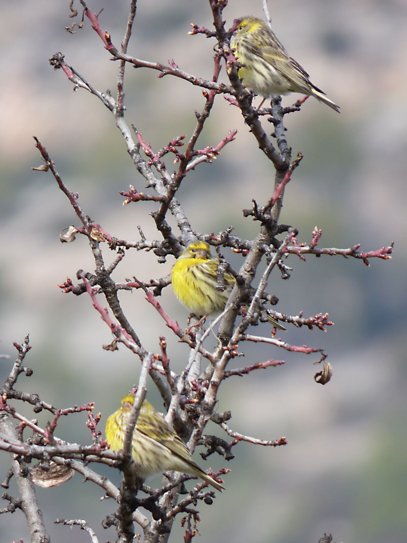 Panasonic Lumix DMC-FZ70 sample photo. Serinus serinus, european serin photography