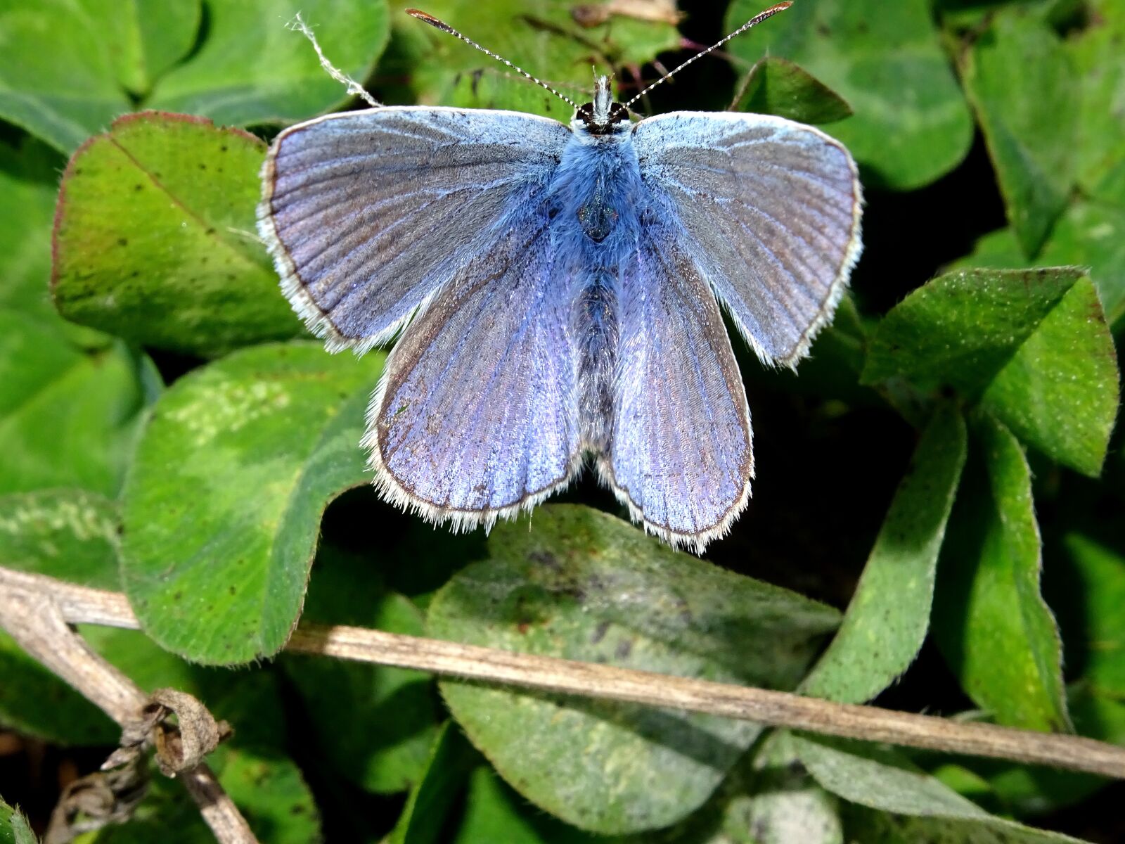Sony DSC-HX60 sample photo. Common blue, butterfly, insect photography