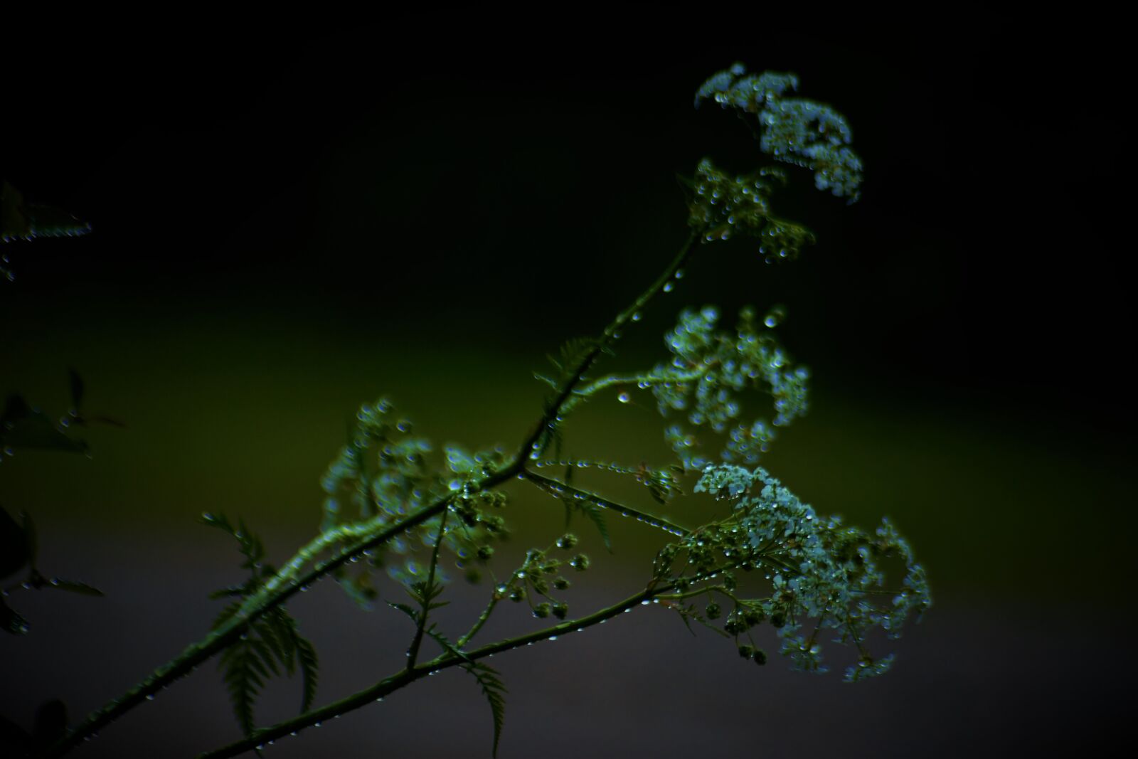 Nikon D7100 sample photo. Summer, sol, landscape photography