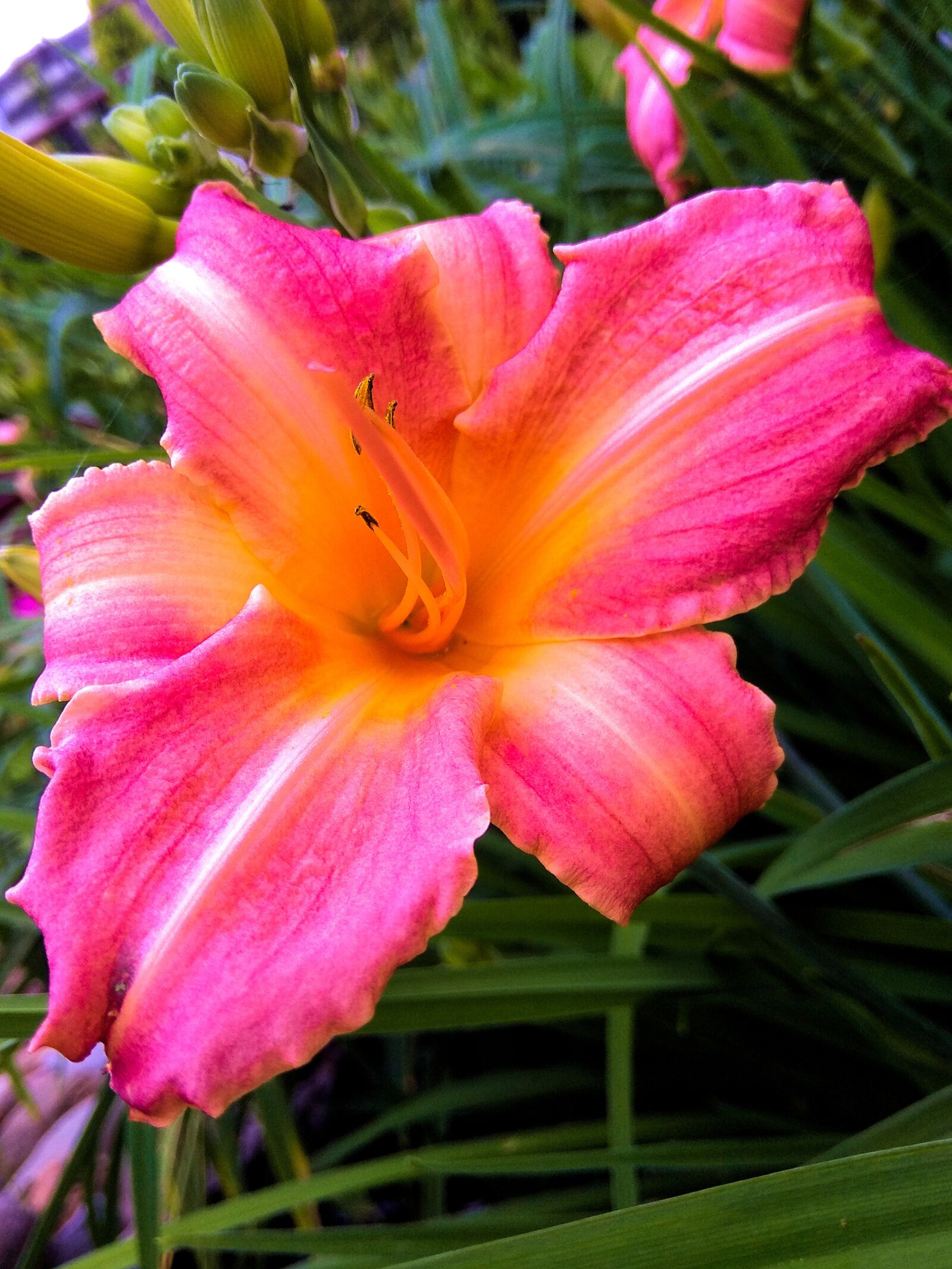 Xiaomi Redmi Note 4 sample photo. Flower, garden, nature photography