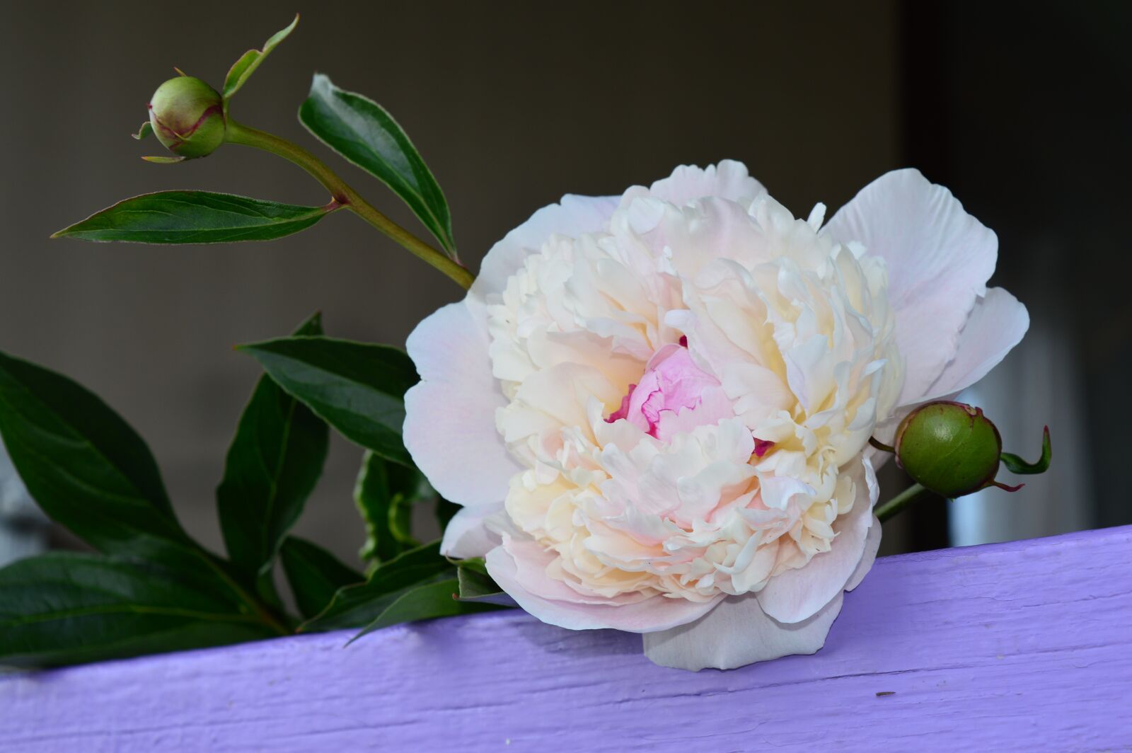 Nikon D3200 sample photo. Peony, flower, white photography