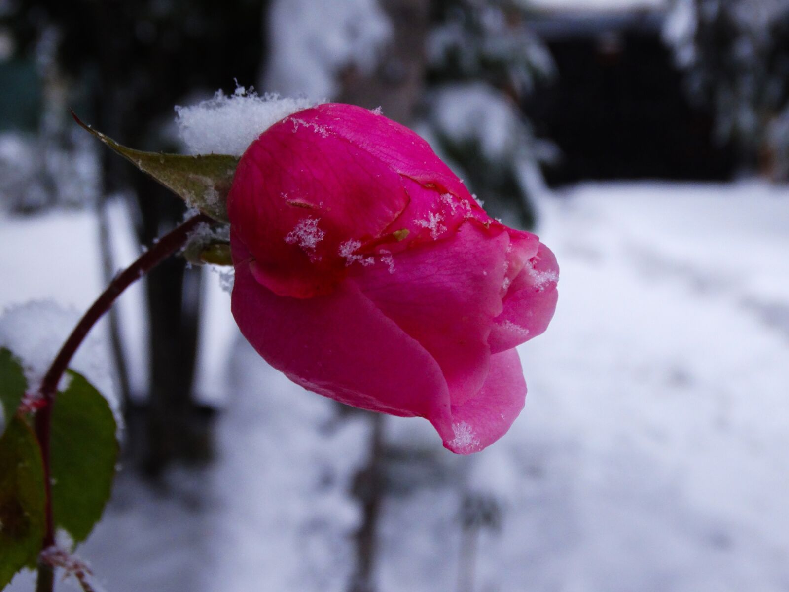 Sony Cyber-shot DSC-HX300 sample photo. Winter, nature, snow photography