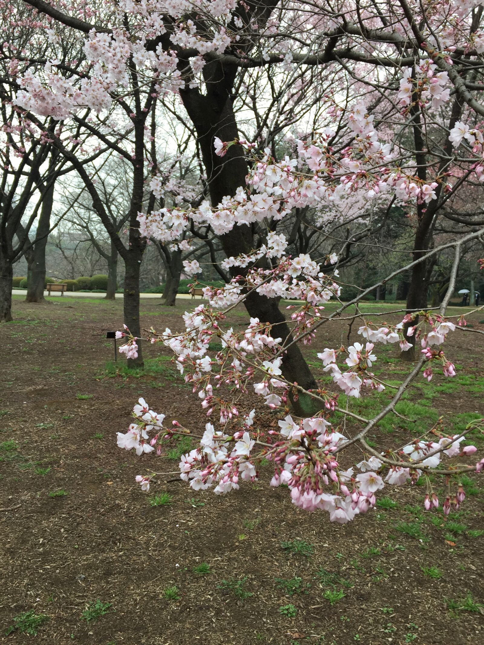 iPhone 6 back camera 4.15mm f/2.2 sample photo. Tokyo, park, japan photography
