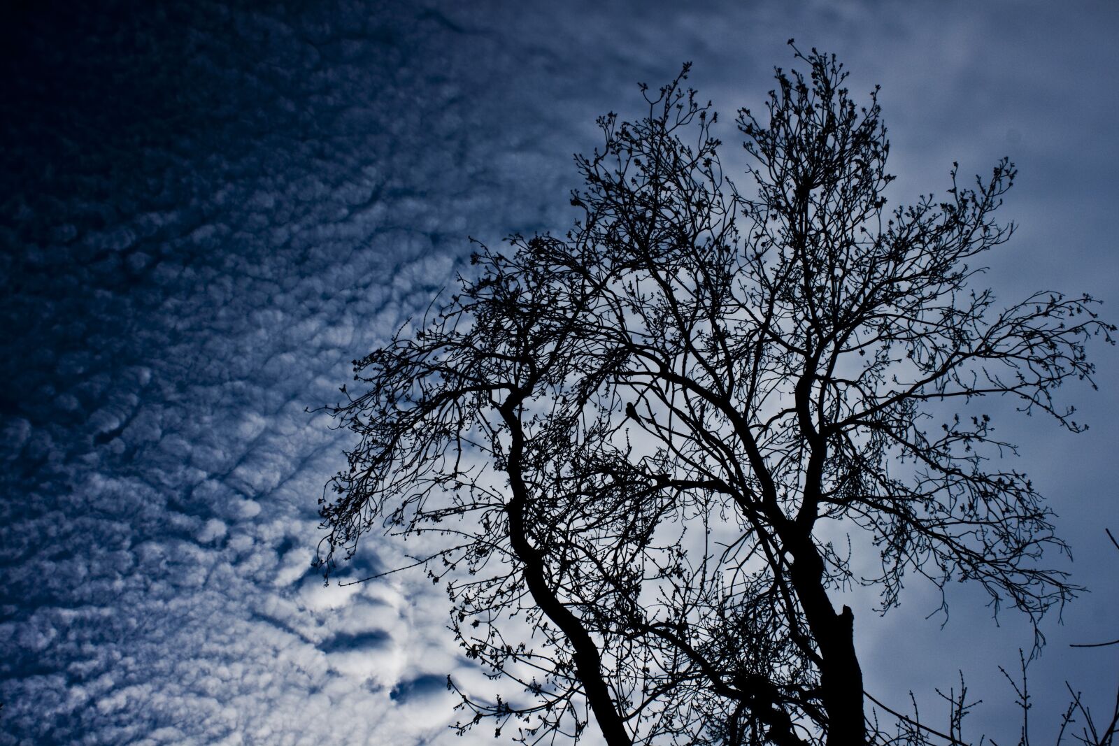 Canon EOS 500D (EOS Rebel T1i / EOS Kiss X3) sample photo. Branch, tree, cloud photography