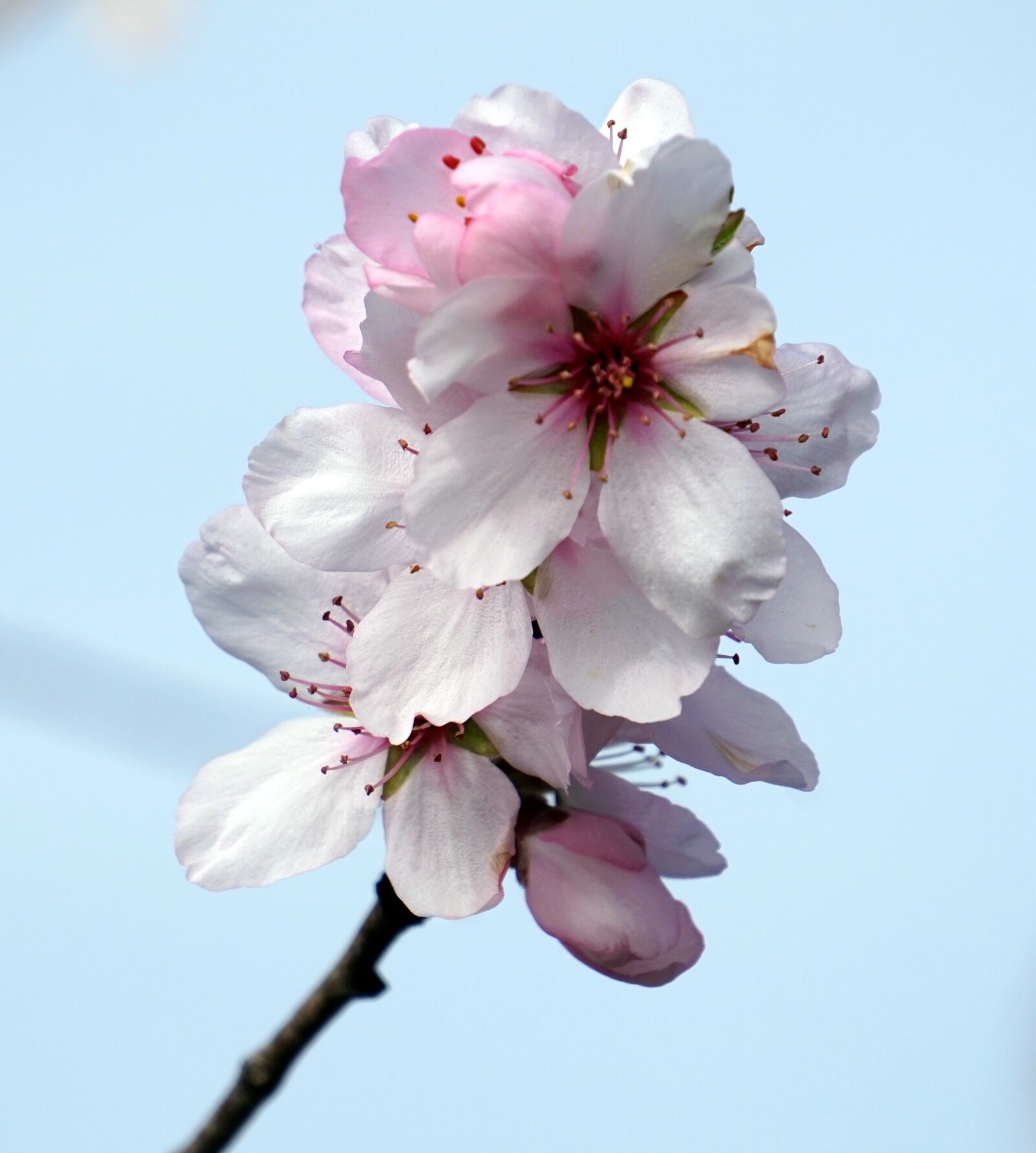Sony Alpha a5000 (ILCE 5000) + Sony E 55-210mm F4.5-6.3 OSS sample photo. Almond blossom, flower, cherry photography