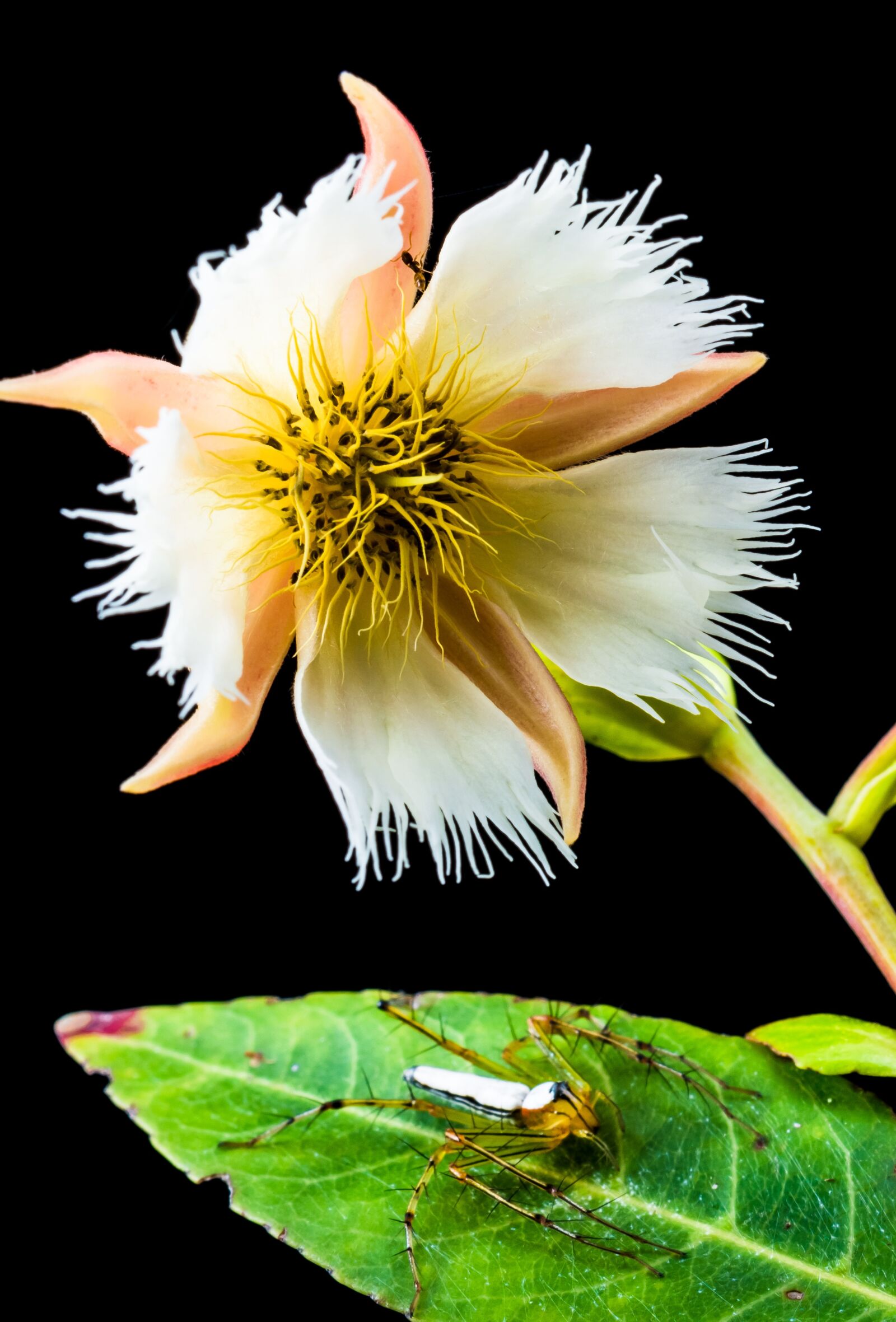 Nikon D5200 sample photo. Blossom, bloom, blossom photography