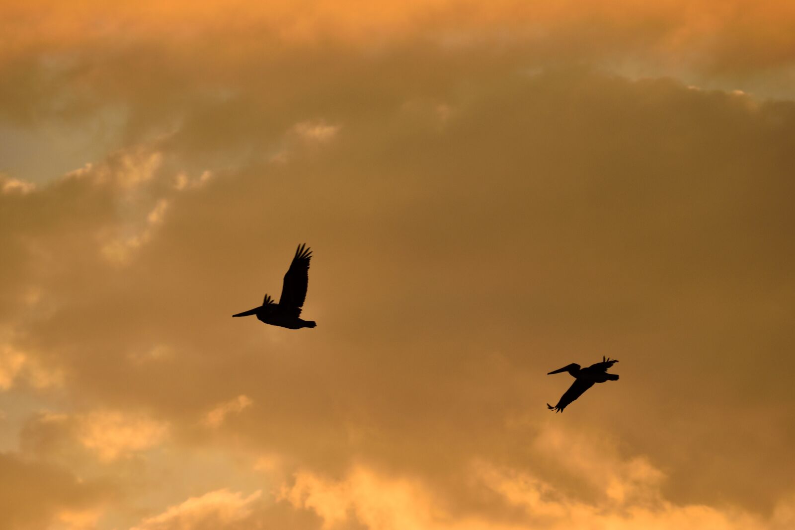 Nikon D3300 sample photo. Sunset, florida, birds photography