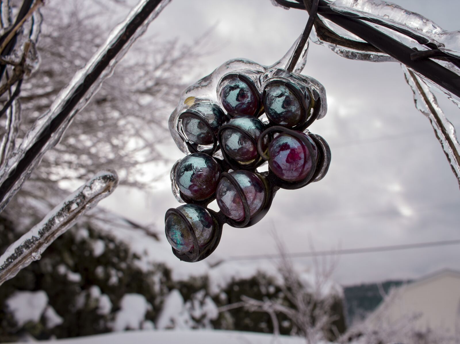 Canon EOS 700D (EOS Rebel T5i / EOS Kiss X7i) sample photo. Ice, snow, grapes photography