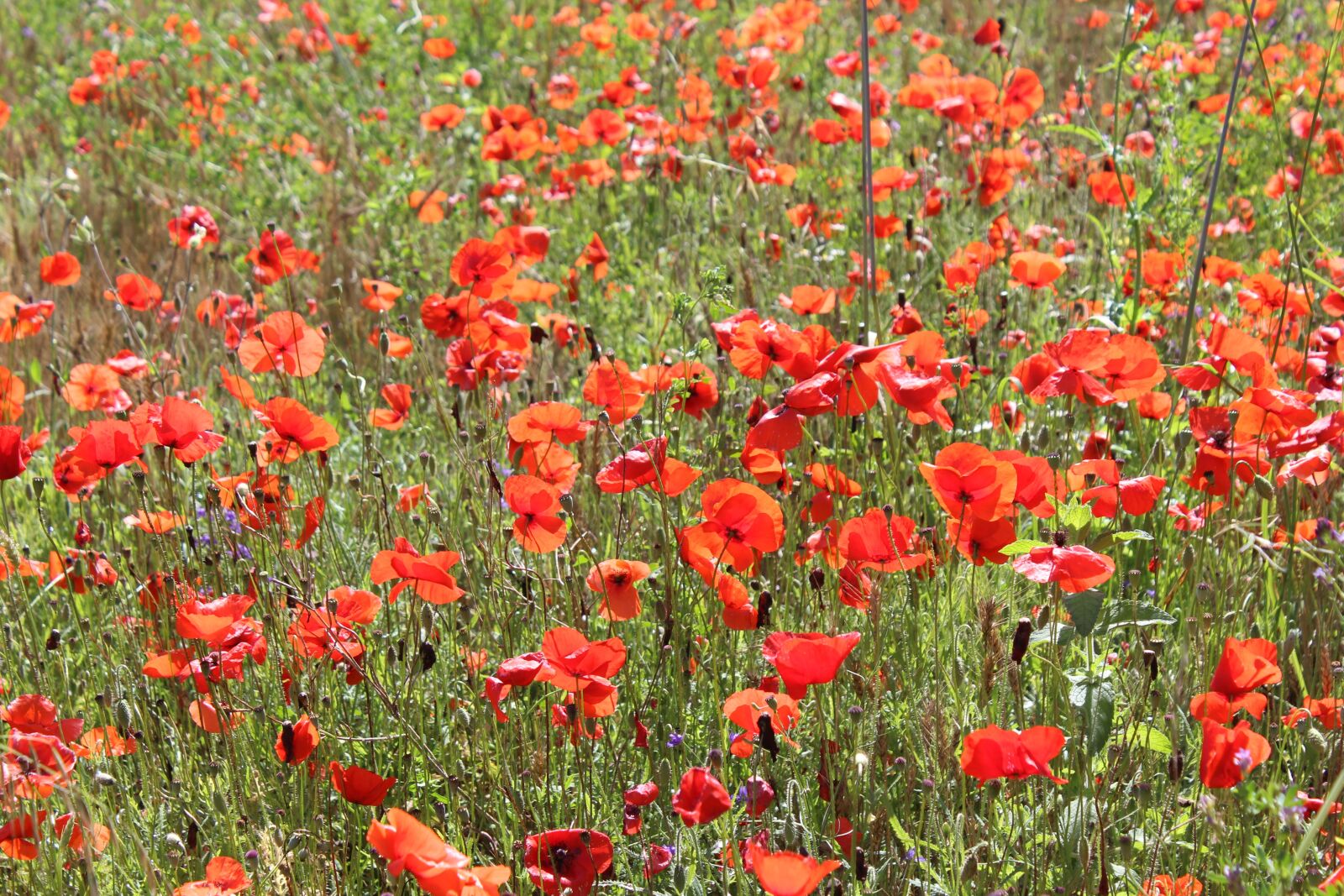 Canon EOS 600D (Rebel EOS T3i / EOS Kiss X5) sample photo. Field, poppy, flowers photography