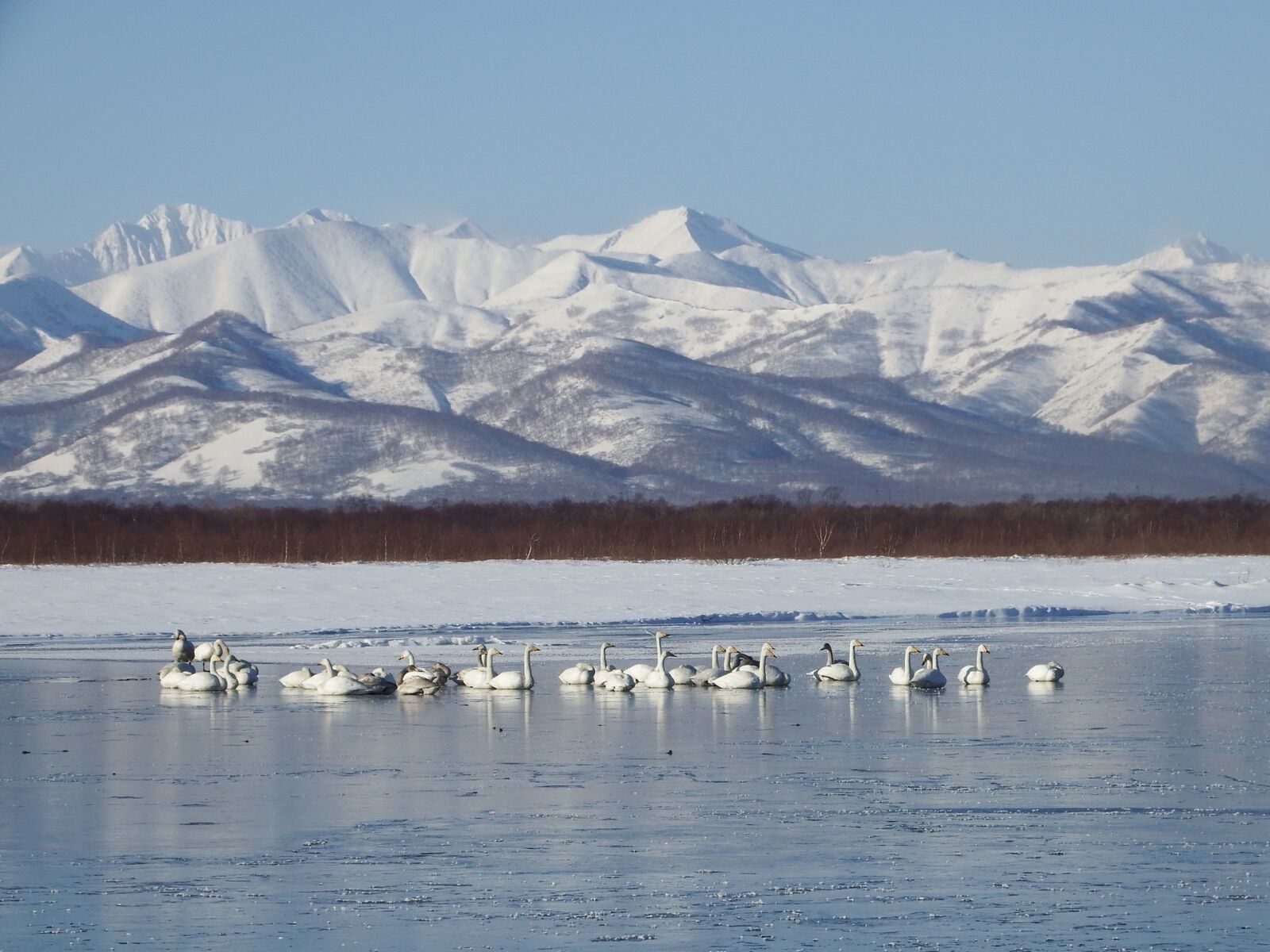 Fujifilm FinePix S1 sample photo. Wild swans whooping, a photography