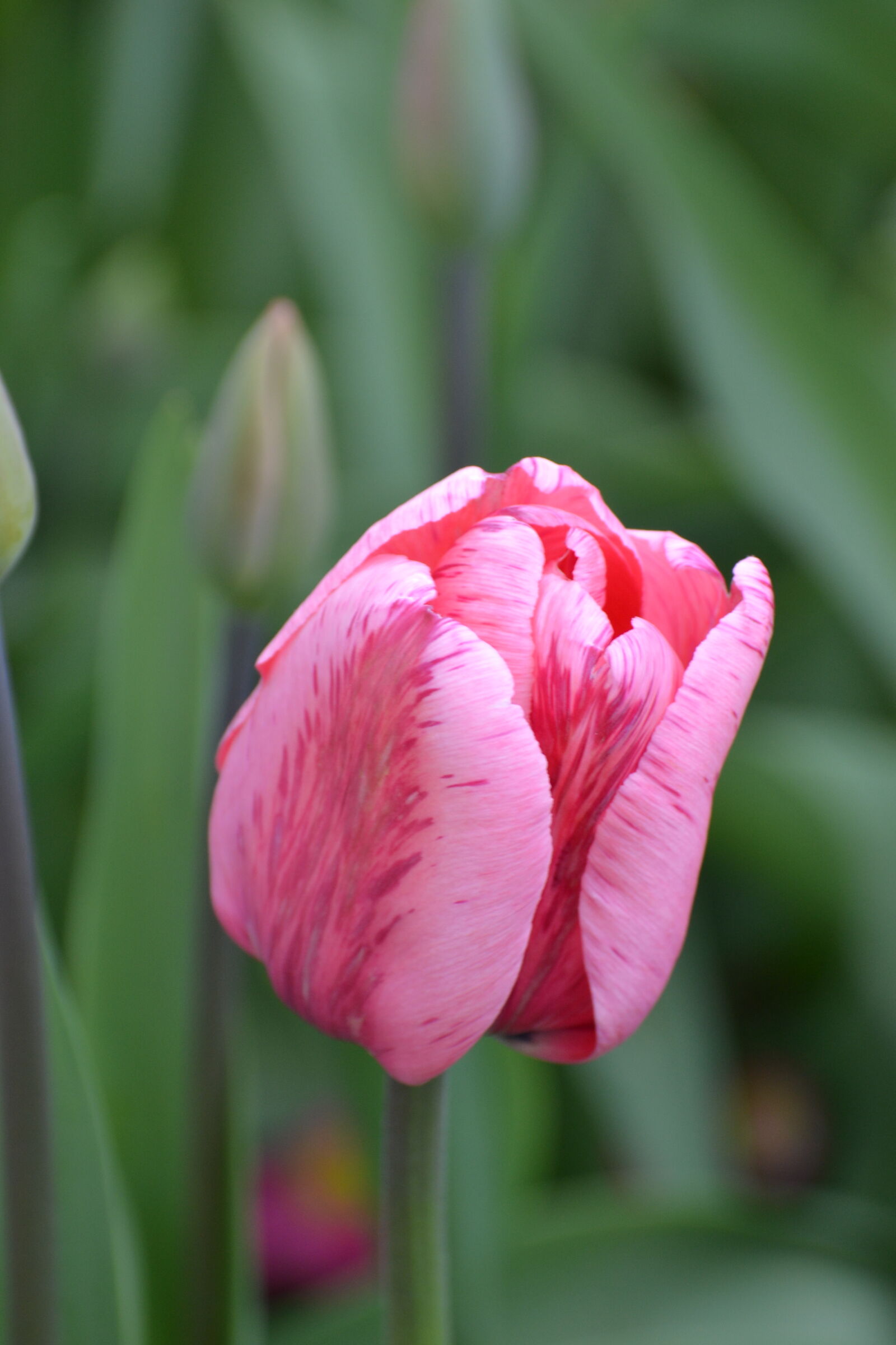Nikon D3100 sample photo