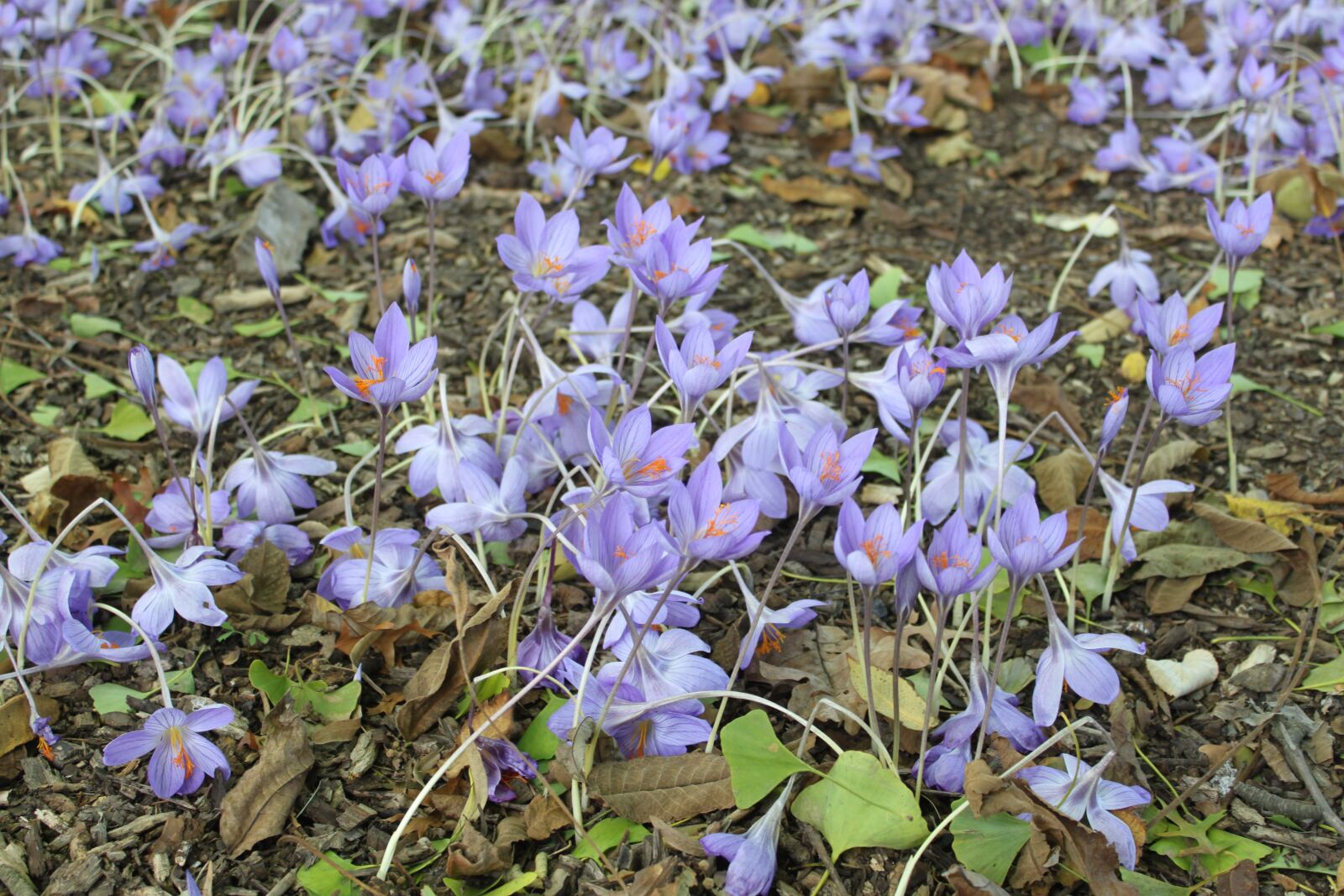 Canon EOS 500D (EOS Rebel T1i / EOS Kiss X3) sample photo. Flowers, violet, garden photography