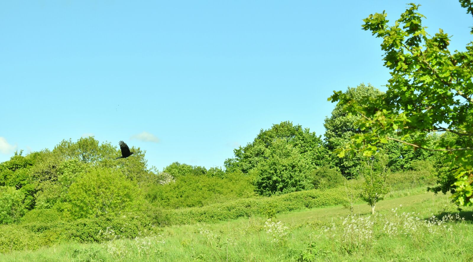 Nikon D3500 sample photo. Crow, bird, black photography