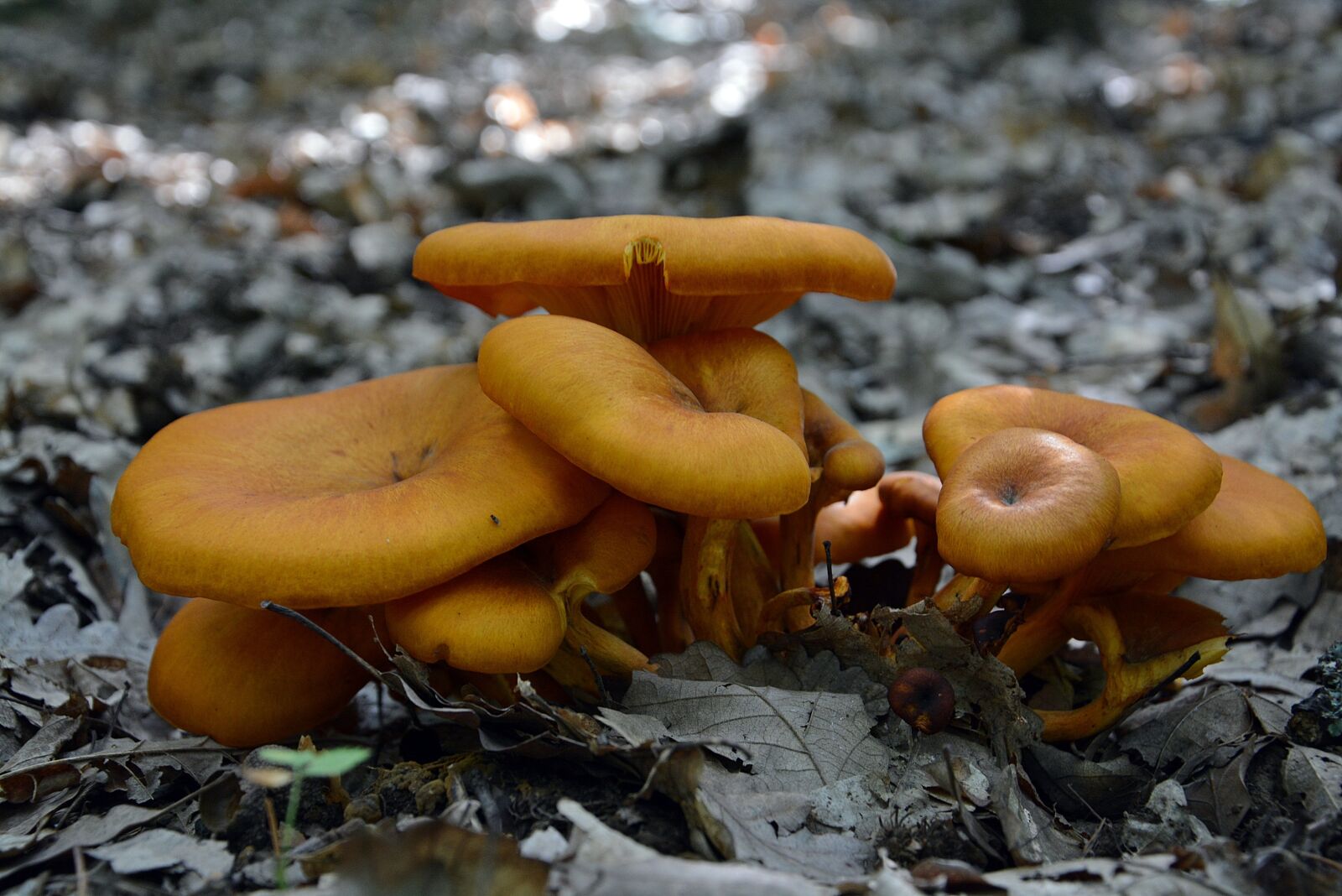 Nikon D7100 sample photo. Fungi, forest, nature photography