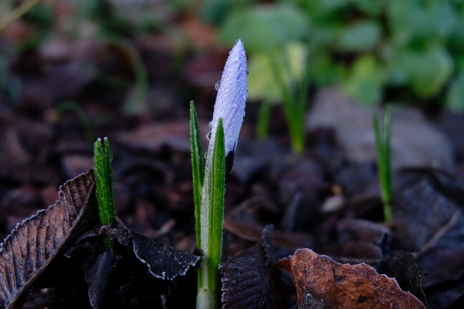 Fujifilm X-T20 + Fujifilm XC 16-50mm F3.5-5.6 OIS II sample photo. Crocus, spring, nature photography