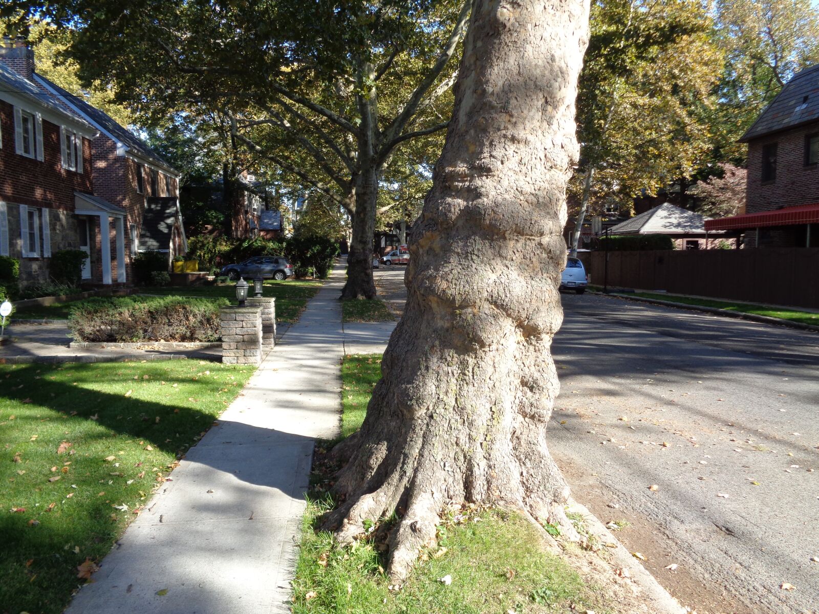 Sony Cyber-shot DSC-W830 sample photo. Tree trunk, street, sidewalk photography