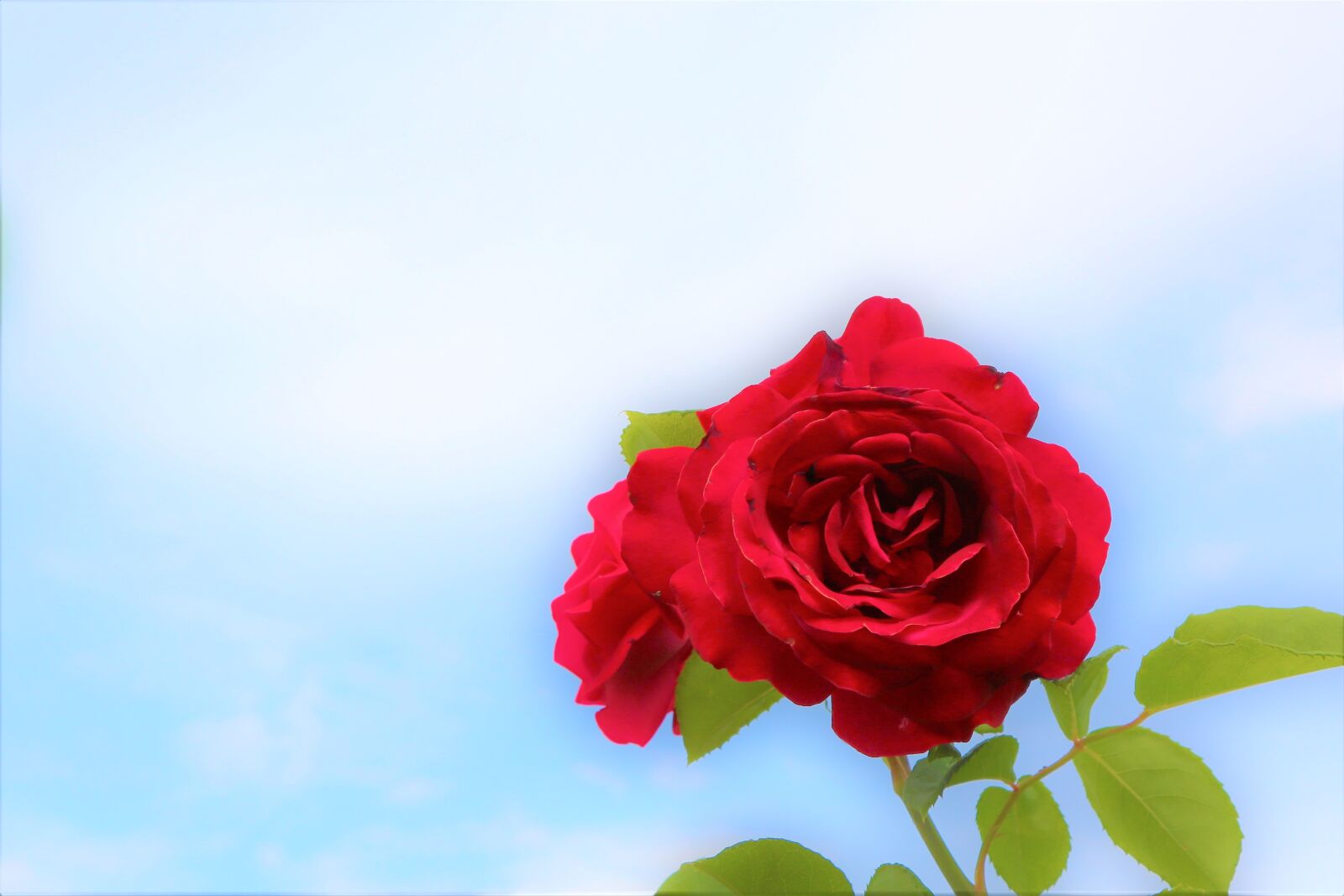 Canon EOS 5D Mark III sample photo. Rose, red, plant photography