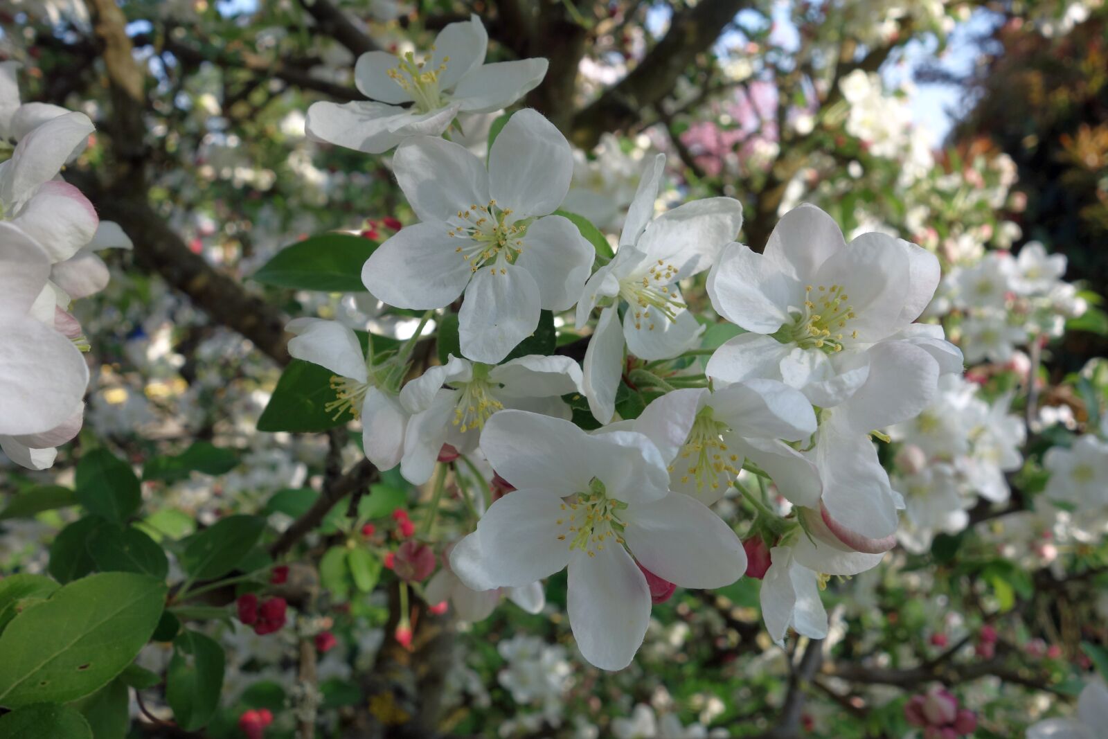 Sony Cyber-shot DSC-RX100 sample photo. Flower, tree, plant photography