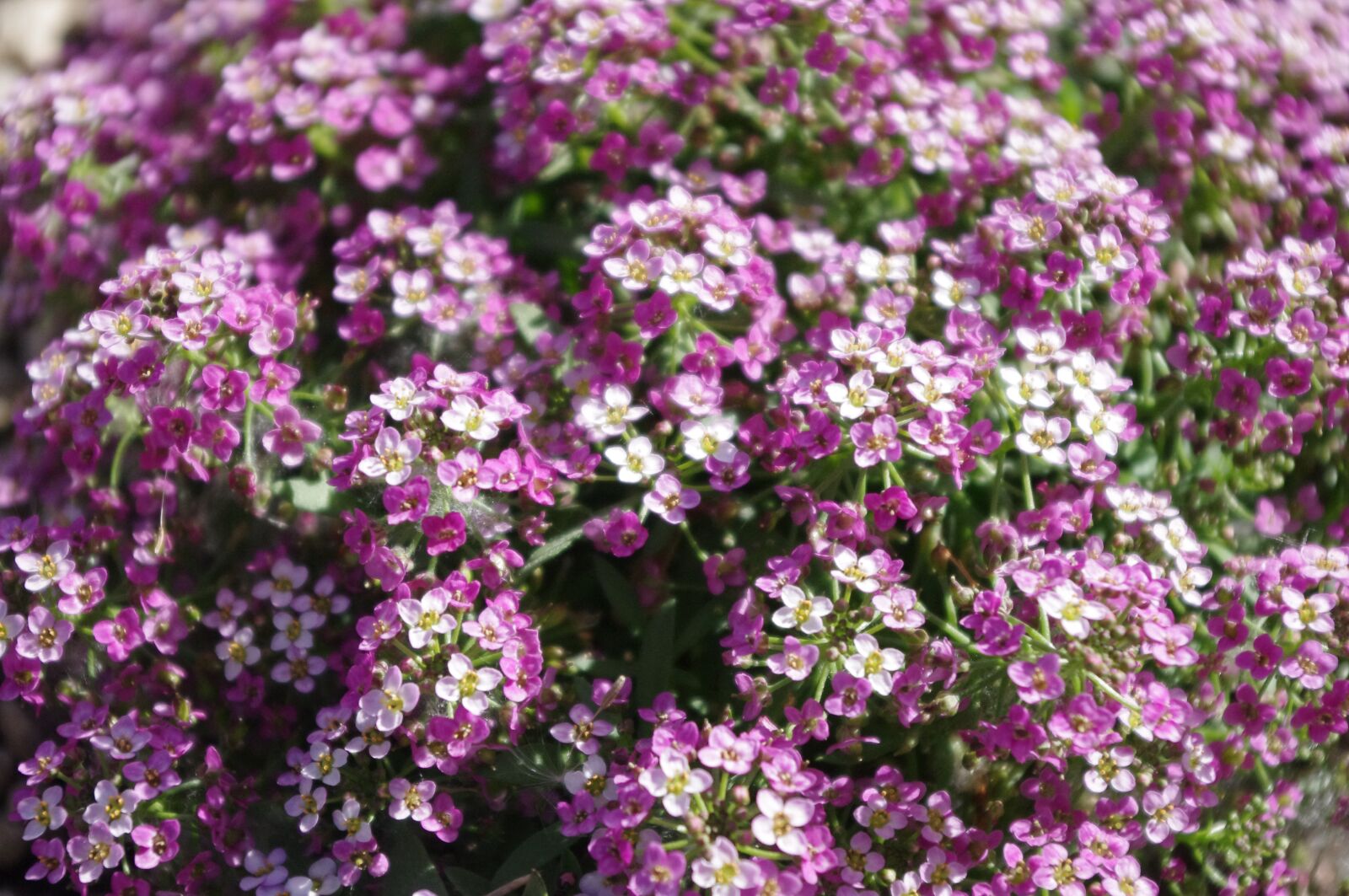 Pentax K-r sample photo. Purple, flowers, sweet alyssum photography