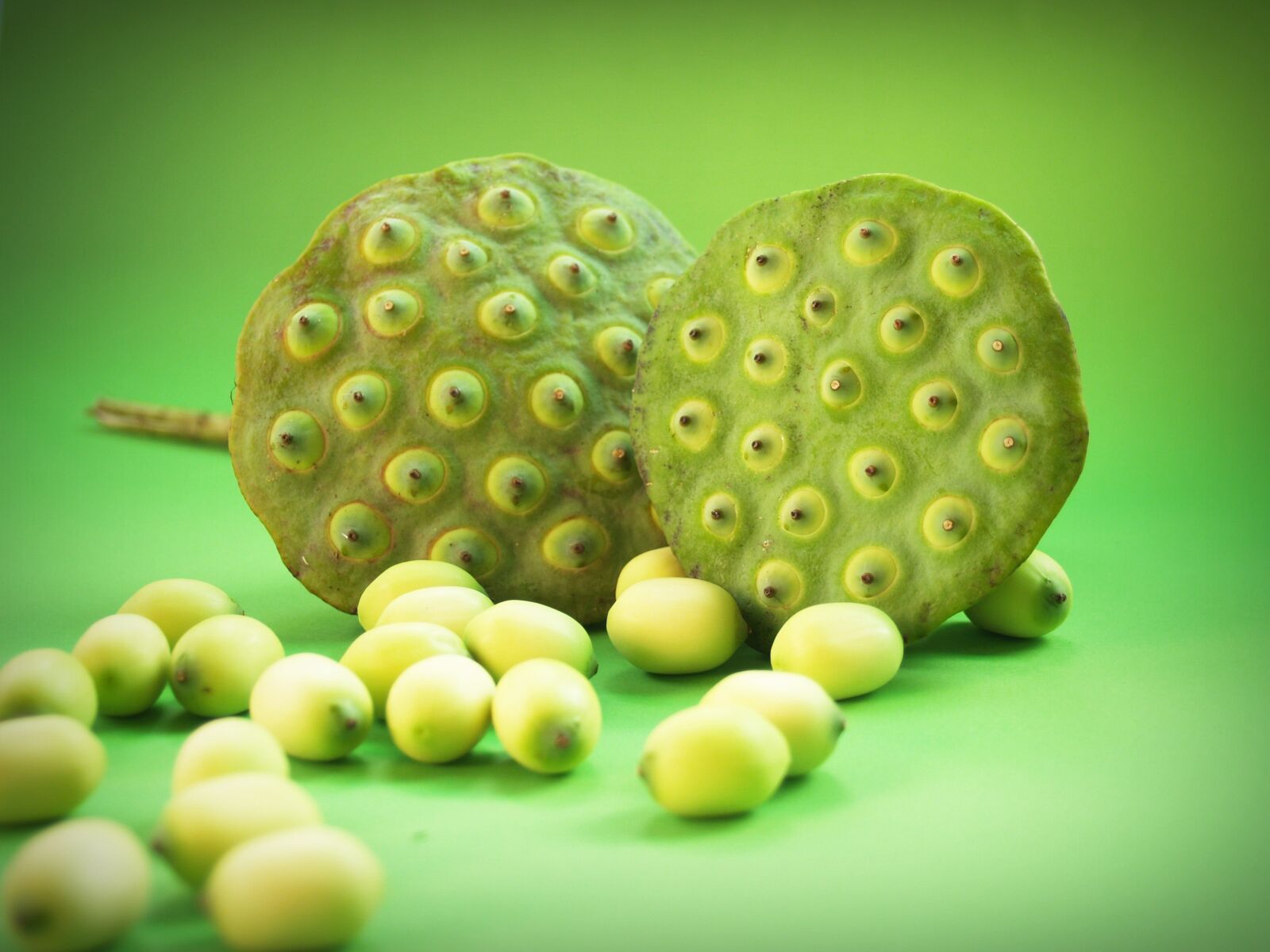 Olympus E-300 (EVOLT E-300) sample photo. Lotus, seed, flower photography