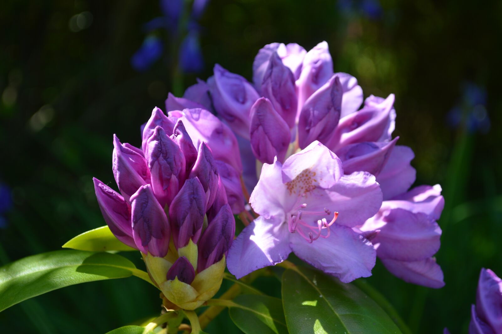 Nikon D3200 sample photo. Rhododendron, purple flower, flower photography