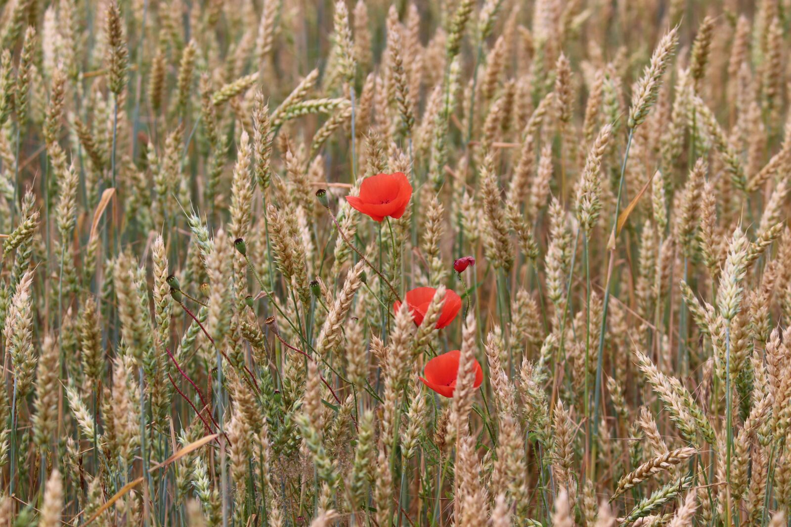 Canon EOS 200D (EOS Rebel SL2 / EOS Kiss X9) sample photo. Poppy, red, wheat field photography