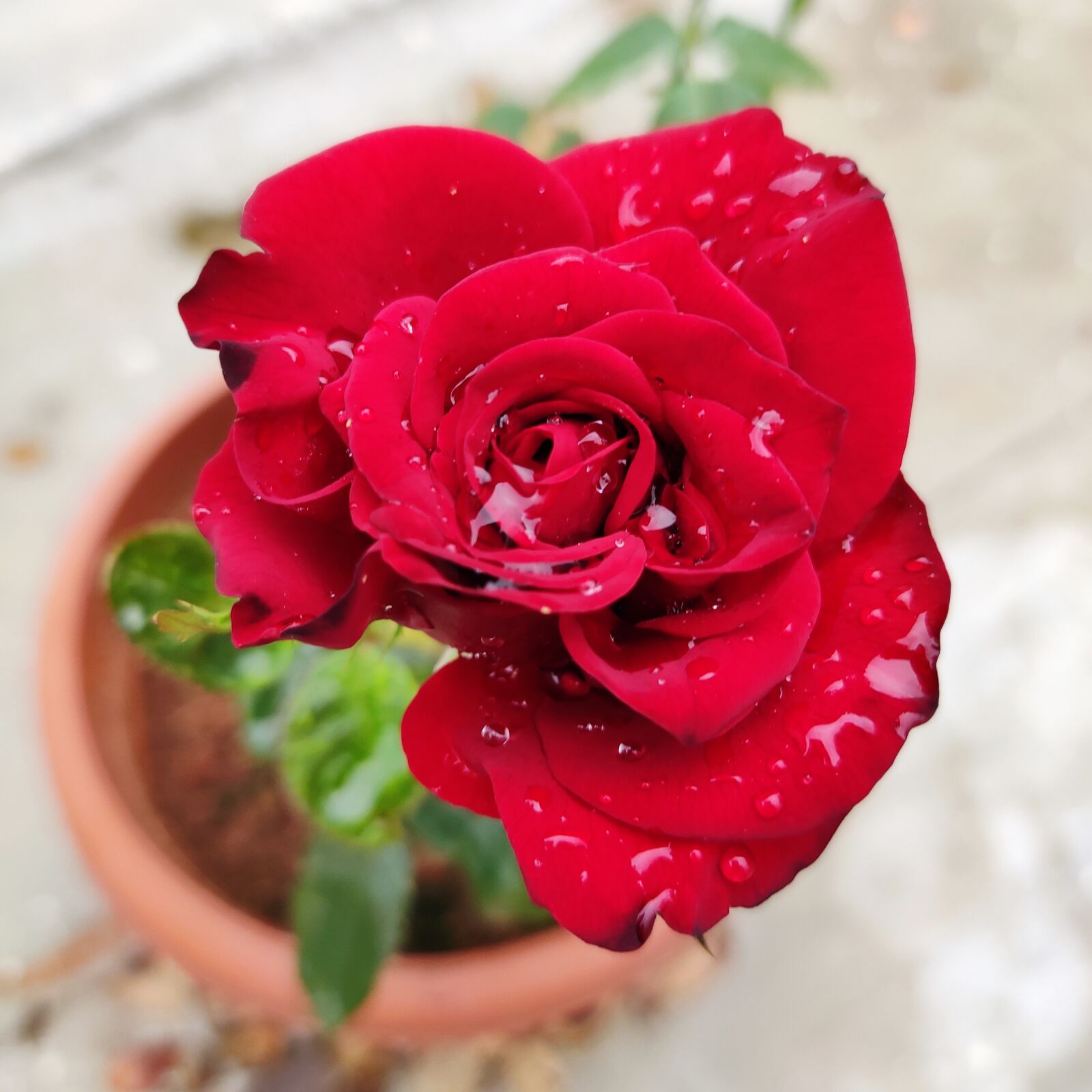Xiaomi Redmi Note 7 Pro sample photo. Red rose, rose, flower photography