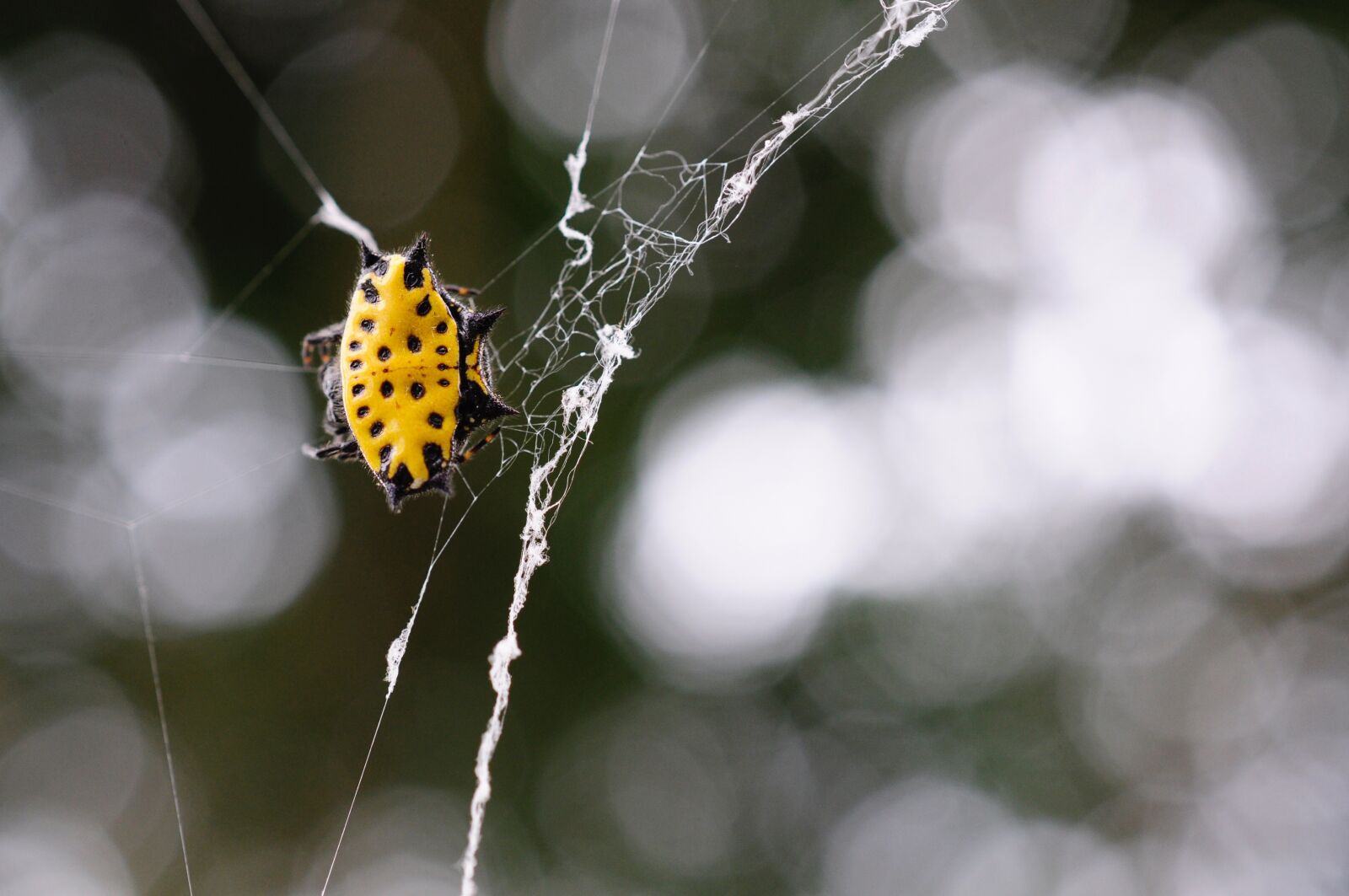 Nikon D5000 sample photo. Spider, yellow, macro photography