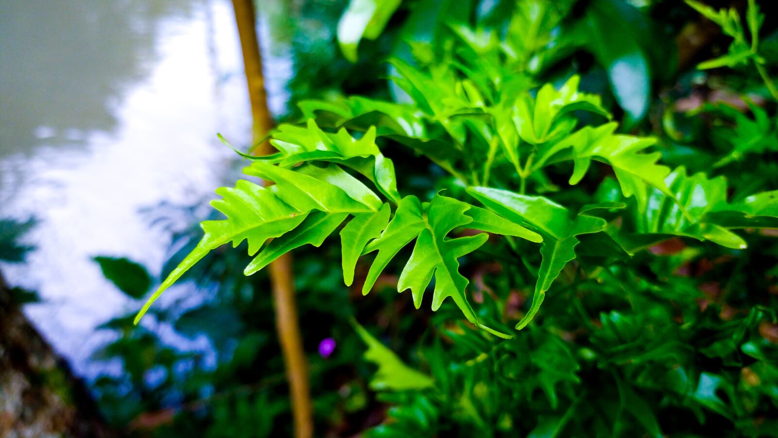 Xiaomi Redmi Note 8 sample photo. Little leaf, green, close photography