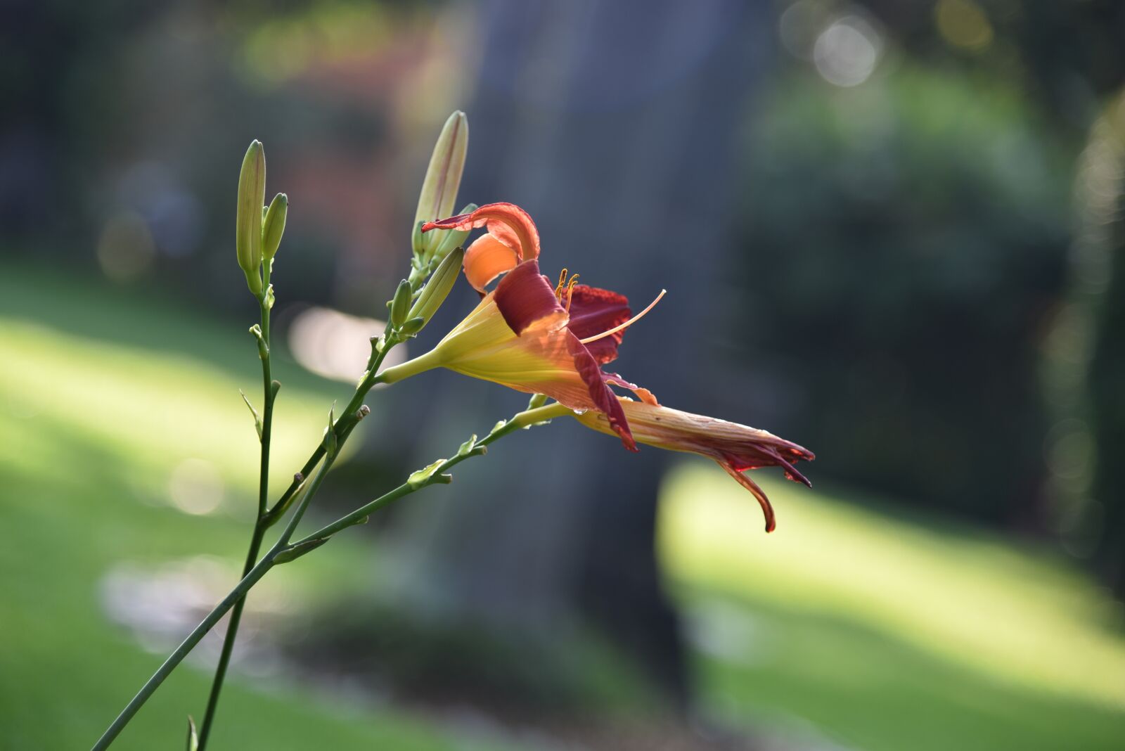 Nikon D750 sample photo. Flowers, nature, flower photography