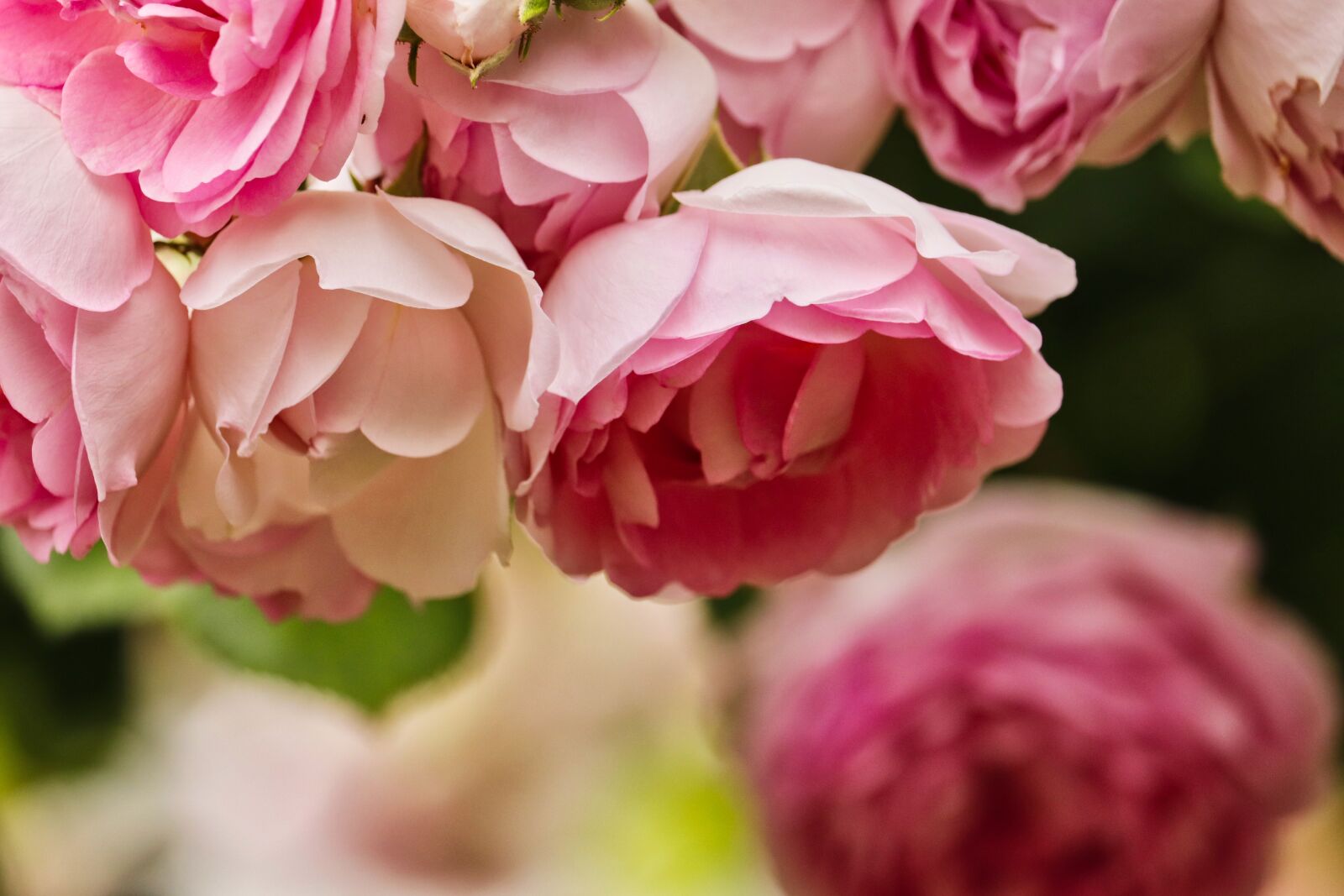 Canon EF-S 55-250mm F4-5.6 IS STM sample photo. Roses, pink, romantic photography