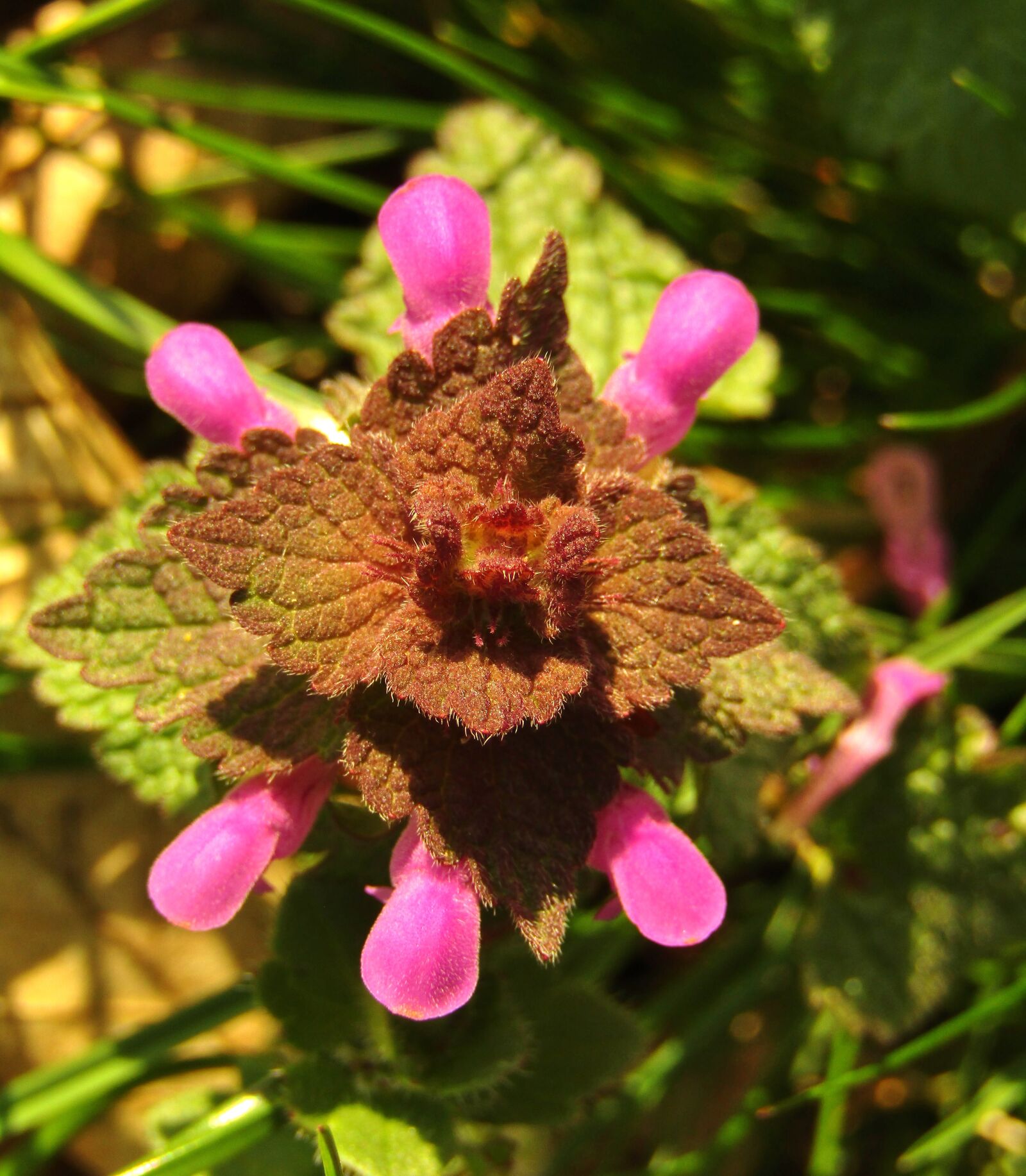 Canon POWERSHOT SX432 IS sample photo. Dead nettle, weed, meadow photography